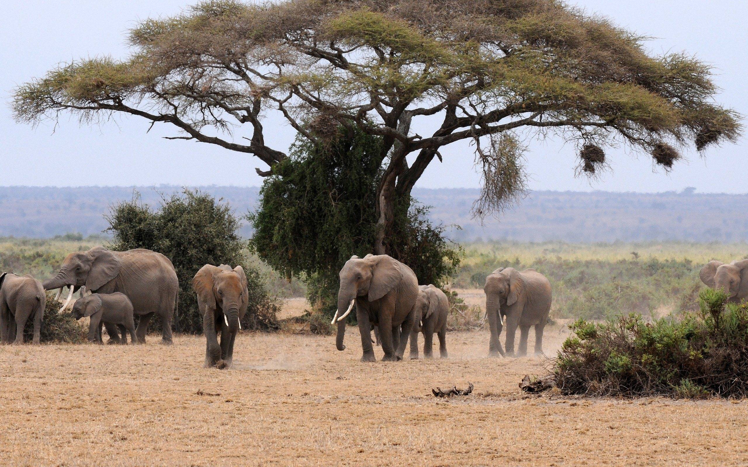 Wallpapers elephants animals family on the desktop