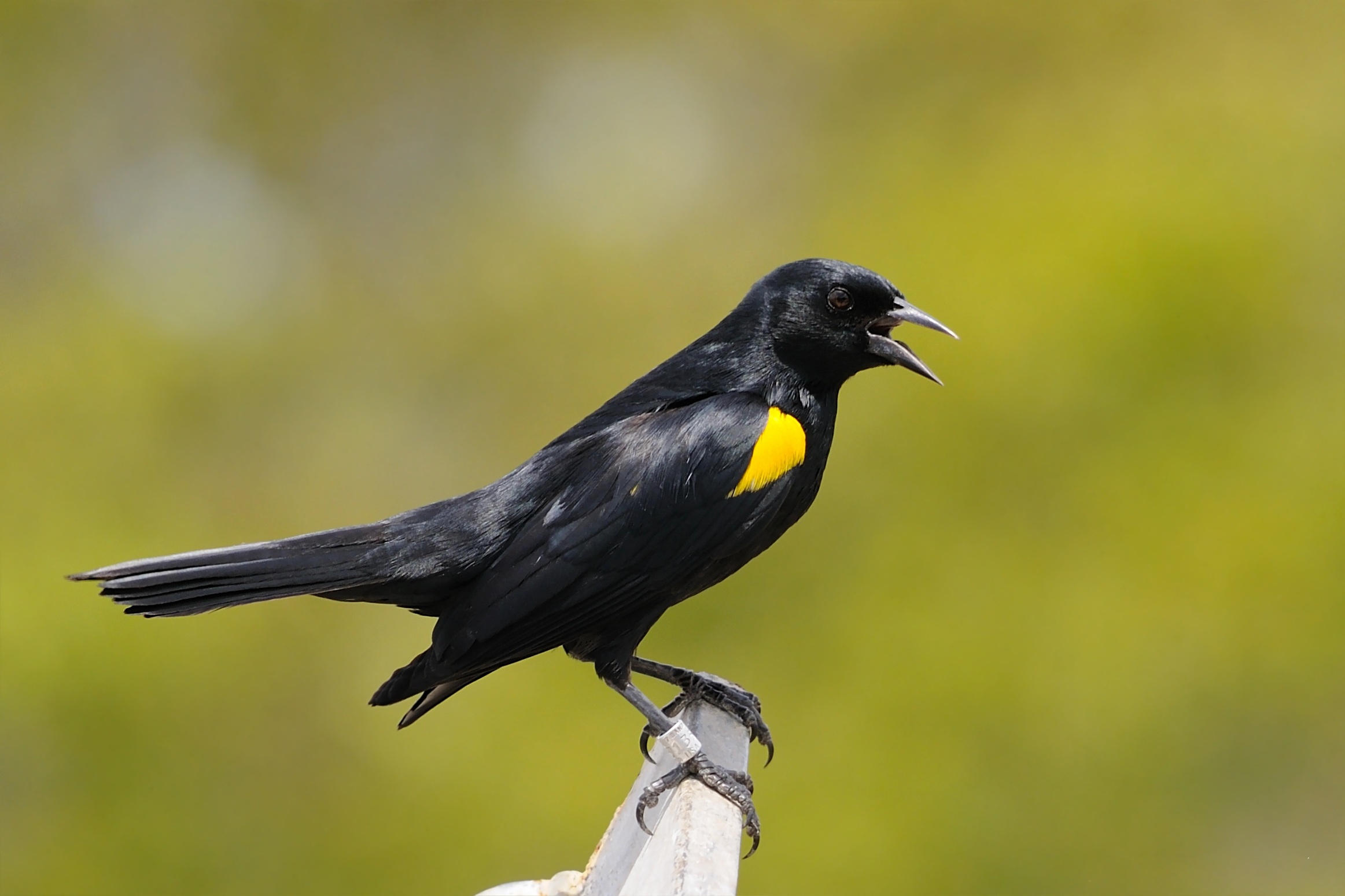 Free photo American crow