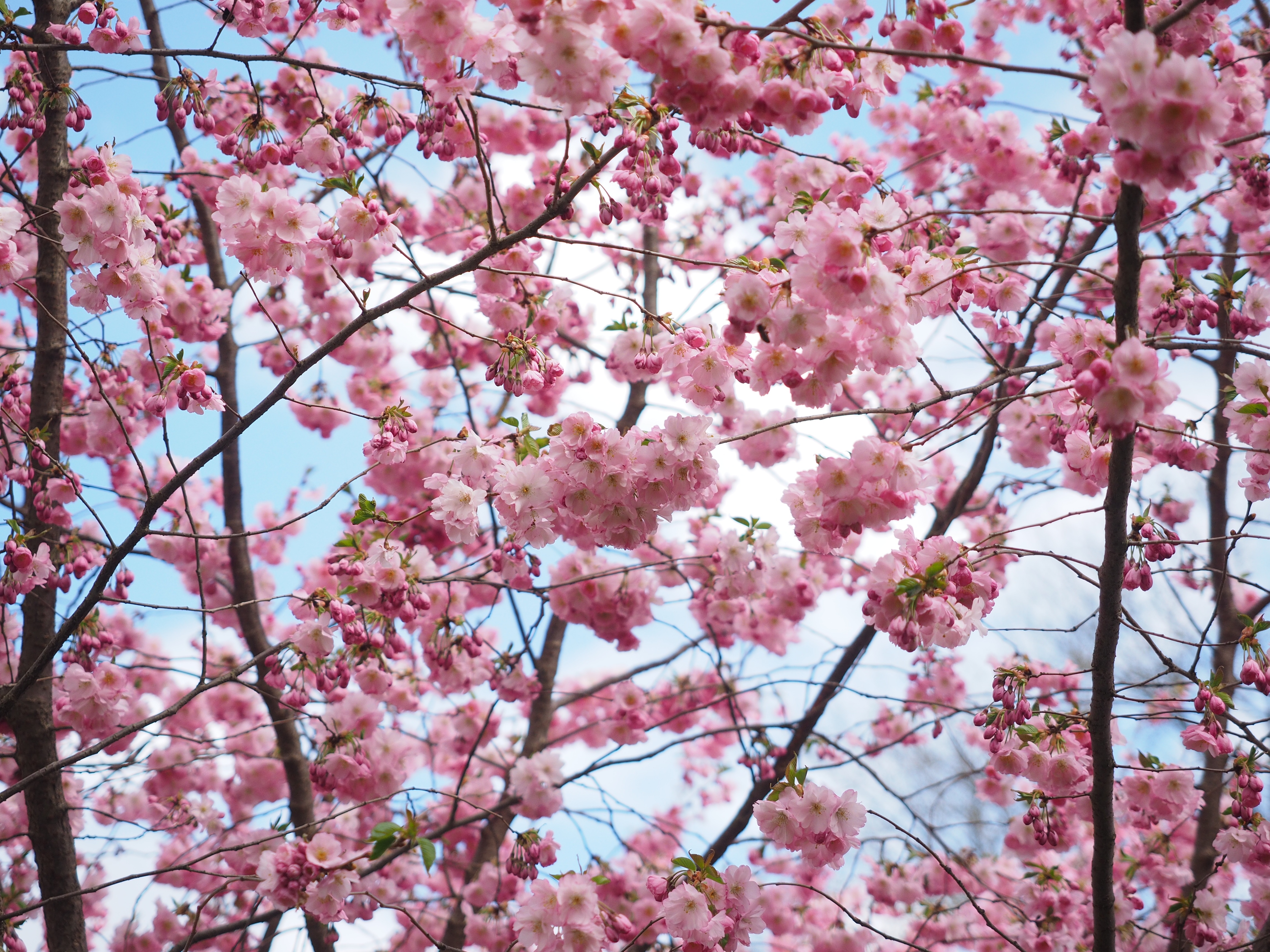 Wallpapers flowering plant Japanese cherry ground plant on the desktop