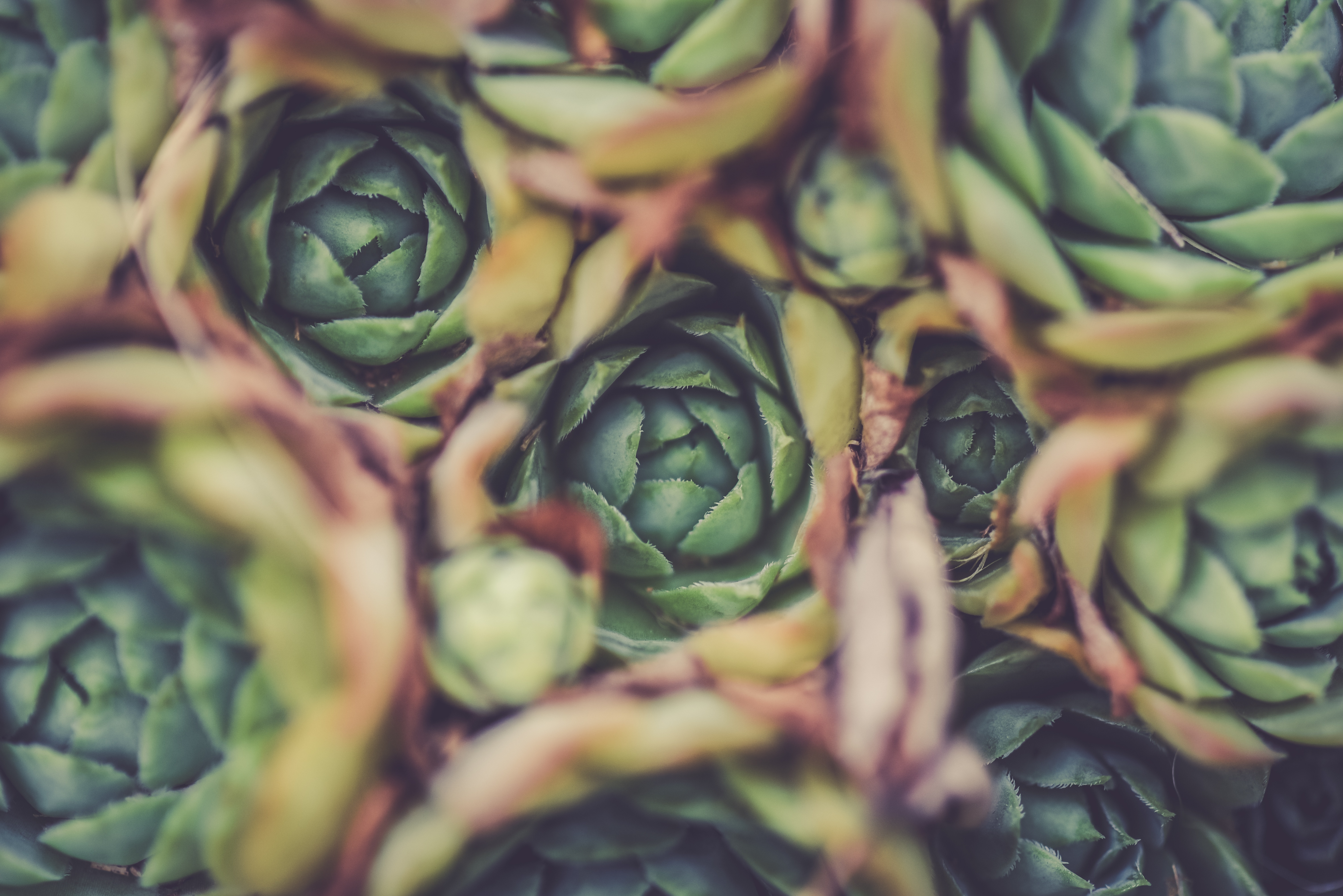 Wallpapers hand plant fruit on the desktop