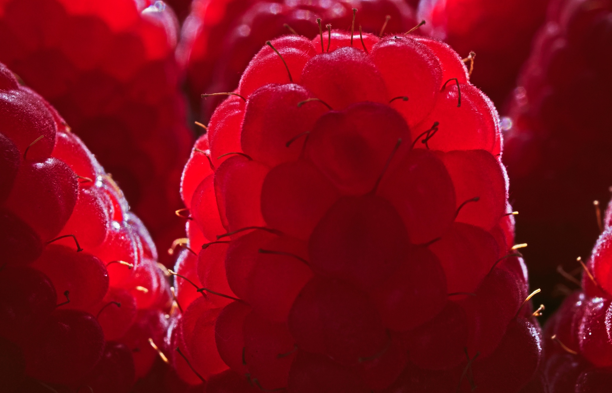 Wallpapers macro berries fruits on the desktop