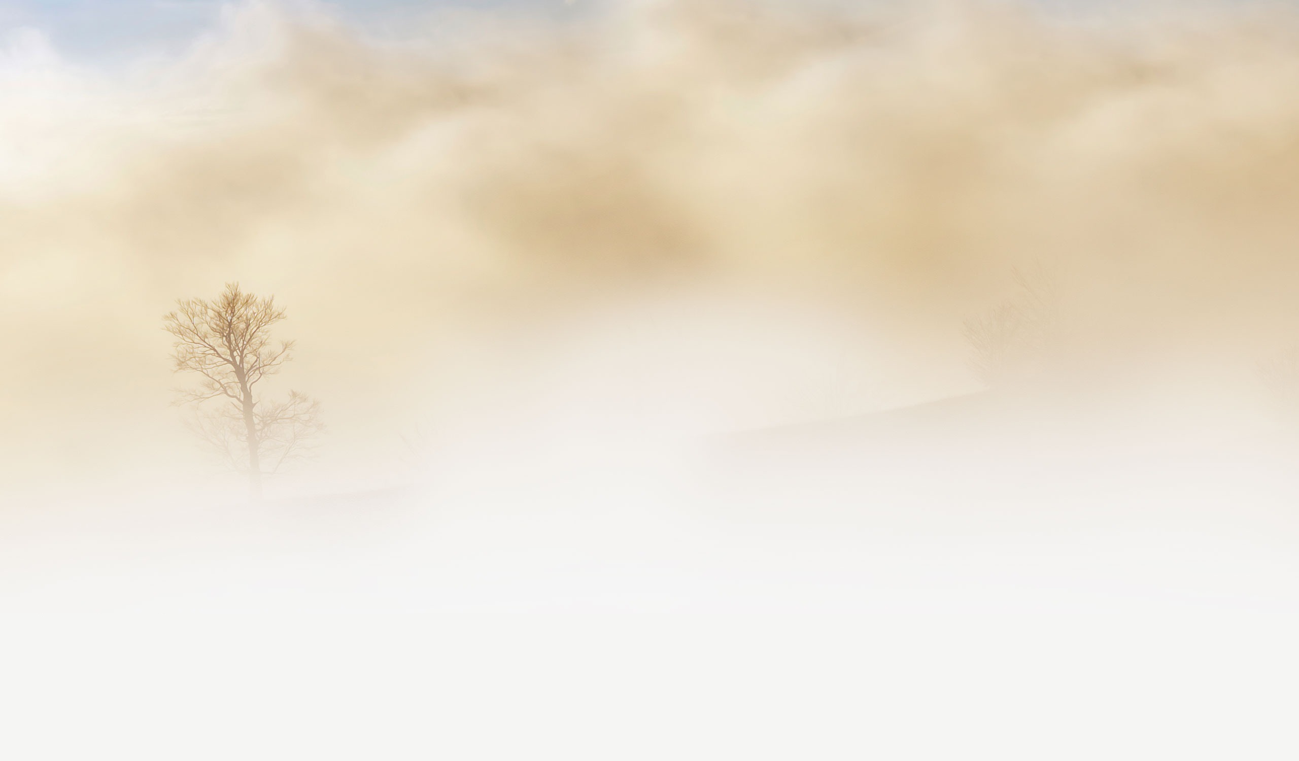 Wallpapers tree branch cloud on the desktop