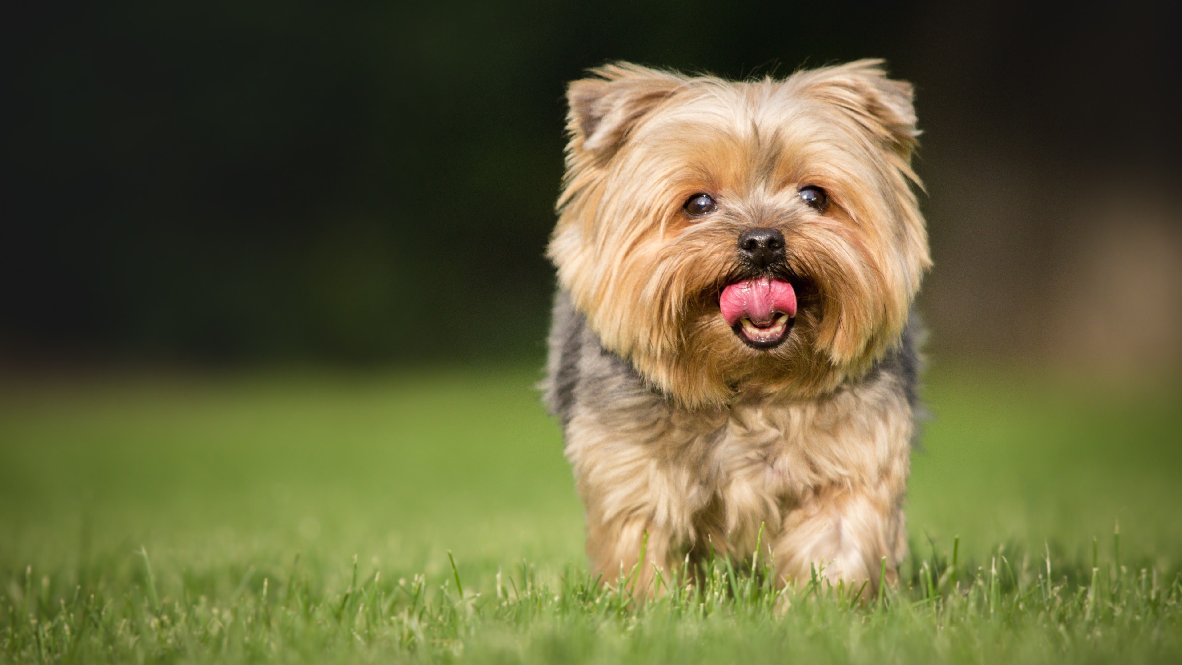 Free photo A puppy walks on the lawn