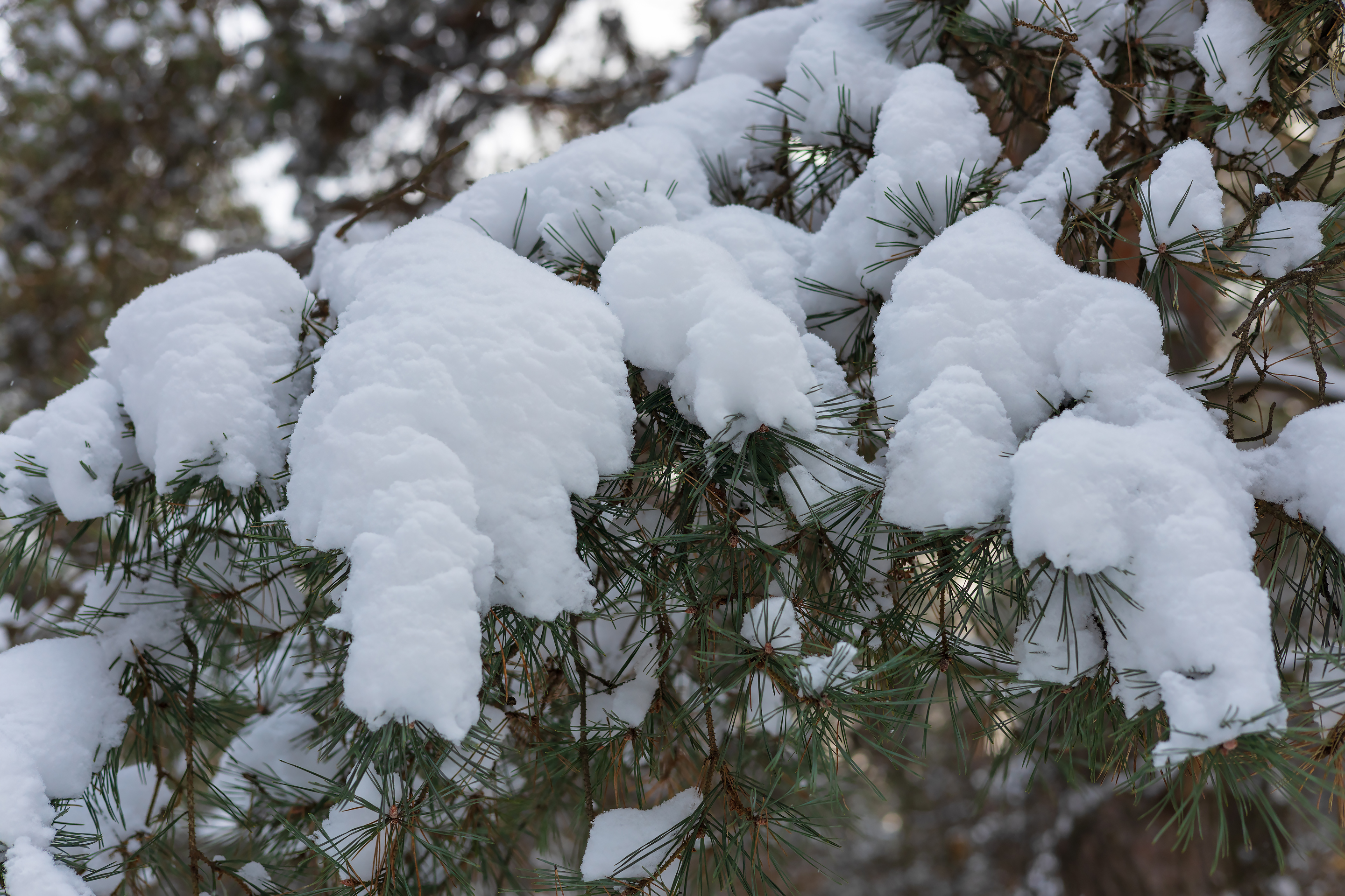 Бесплатное фото Сосновая ветка засыпанная снегом