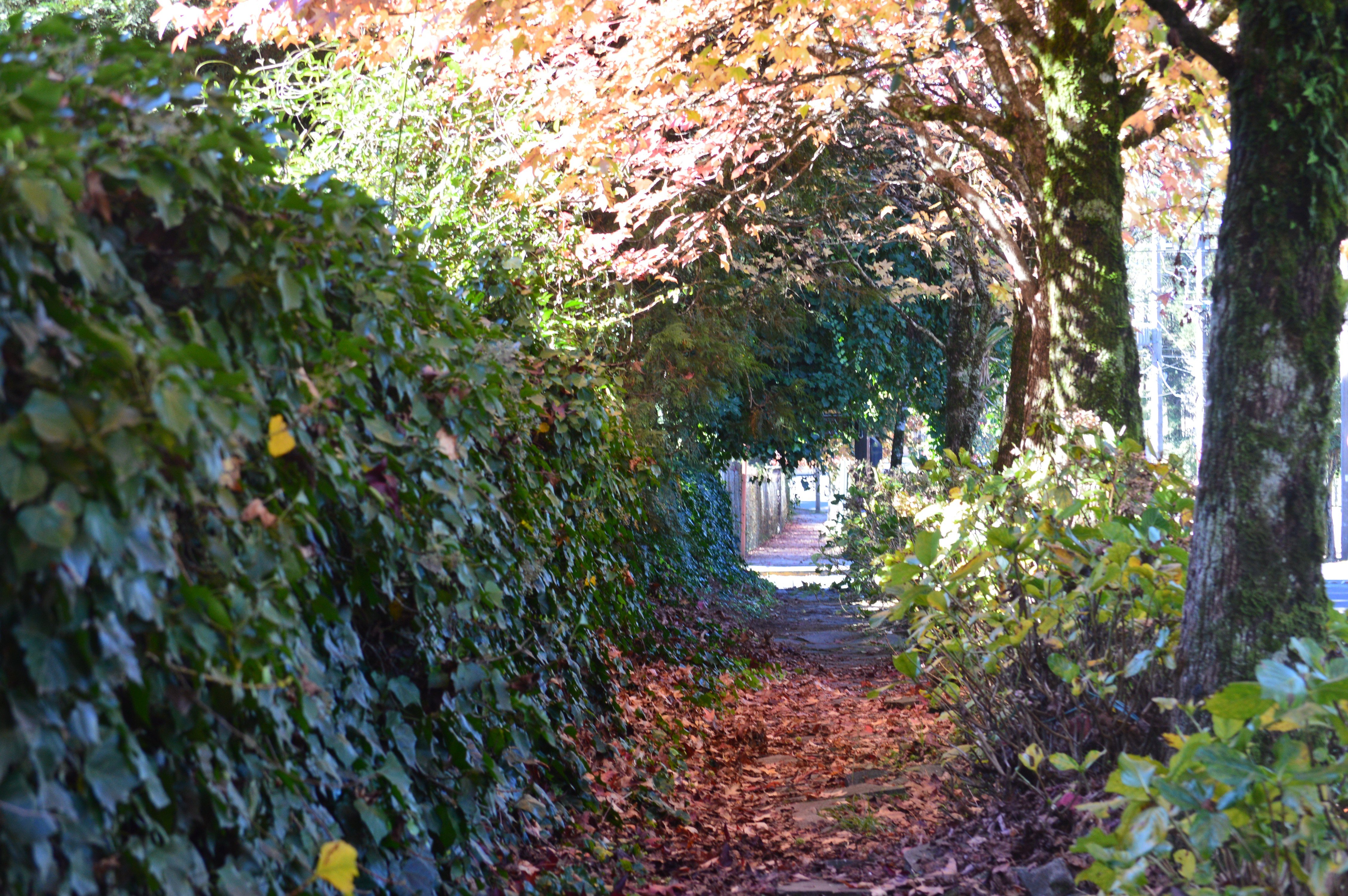 Free photo Wallpaper with trees along the hiking trail