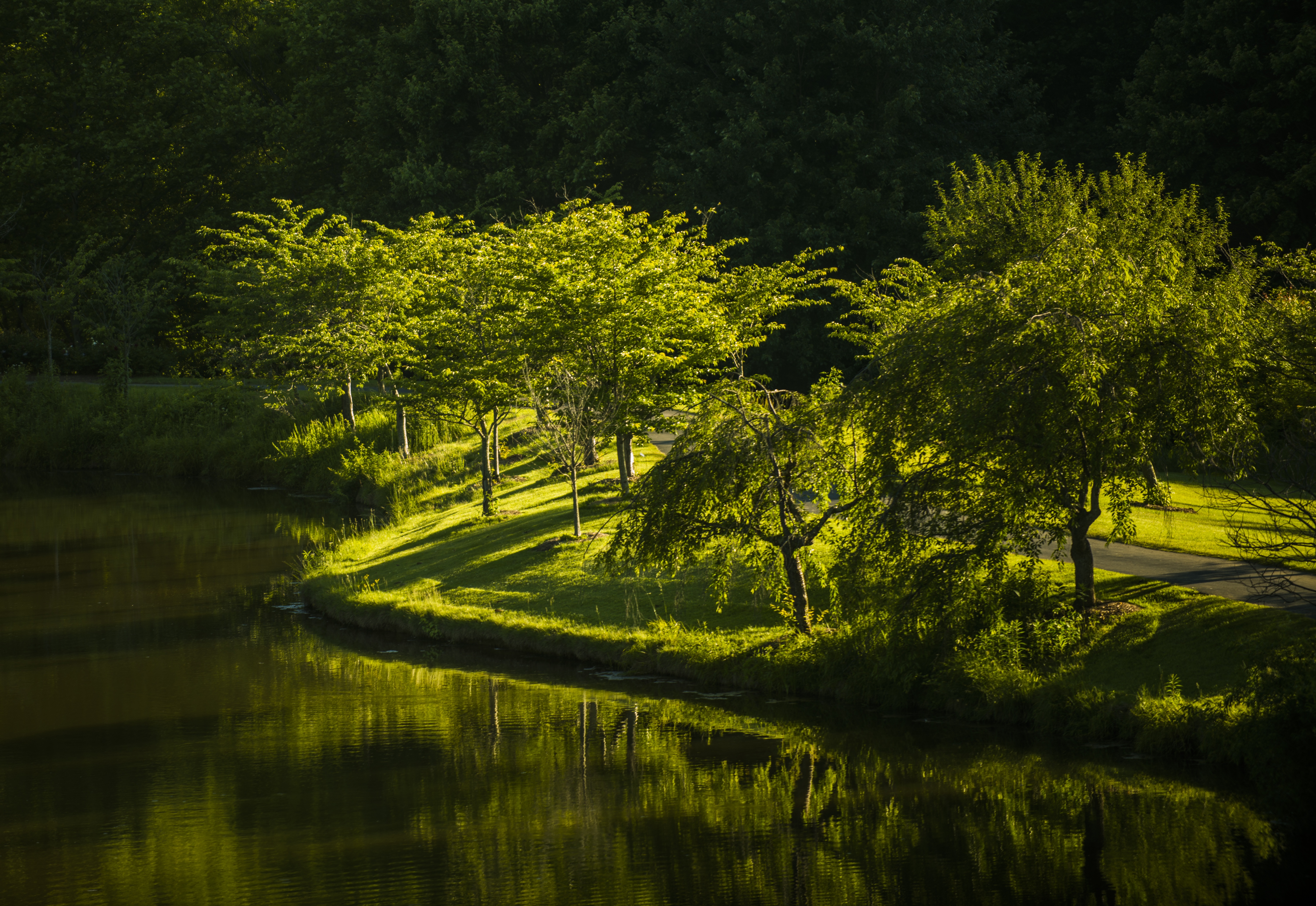 Free photo Green vegetation on the river bank