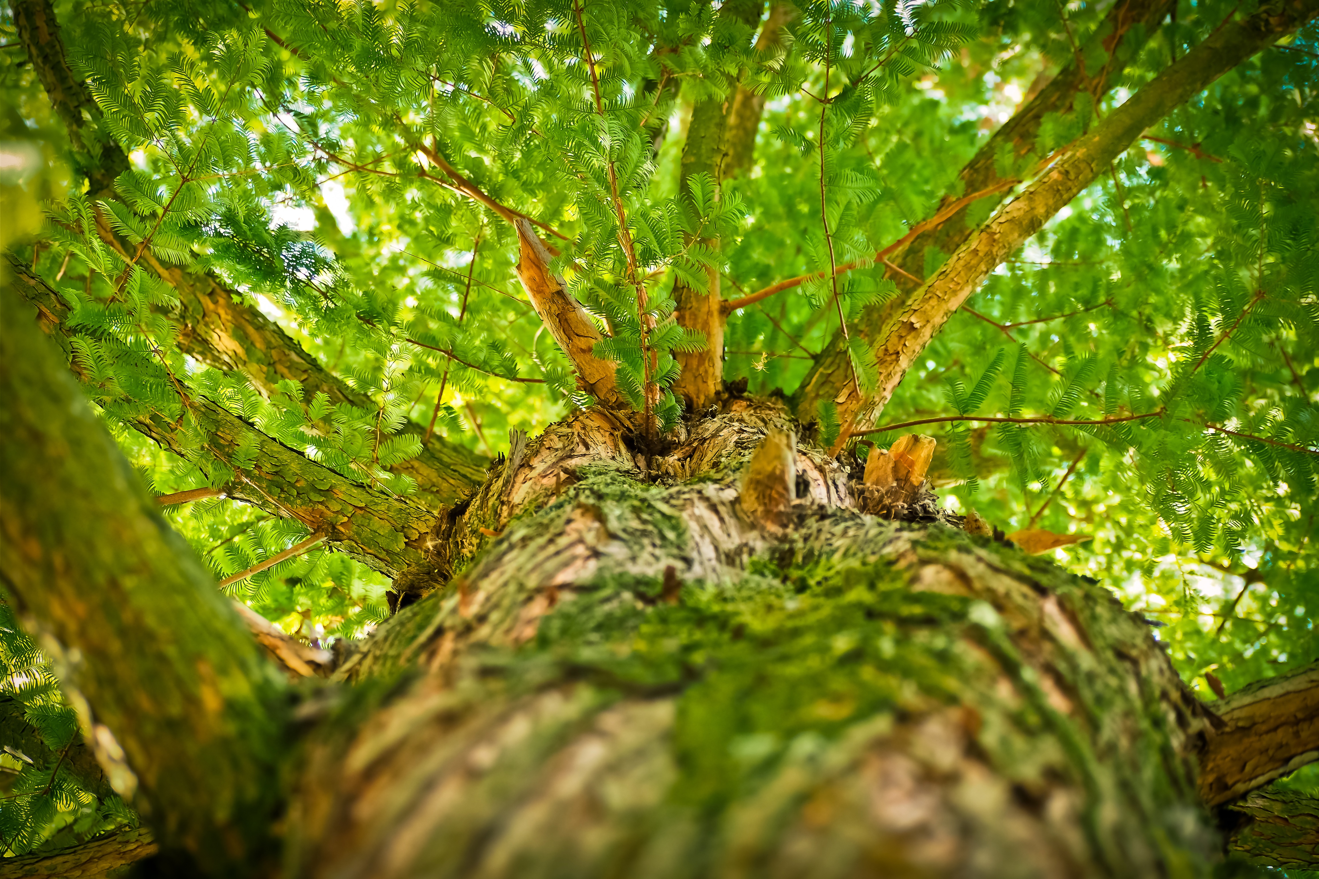 Free photo A tree with a green crown