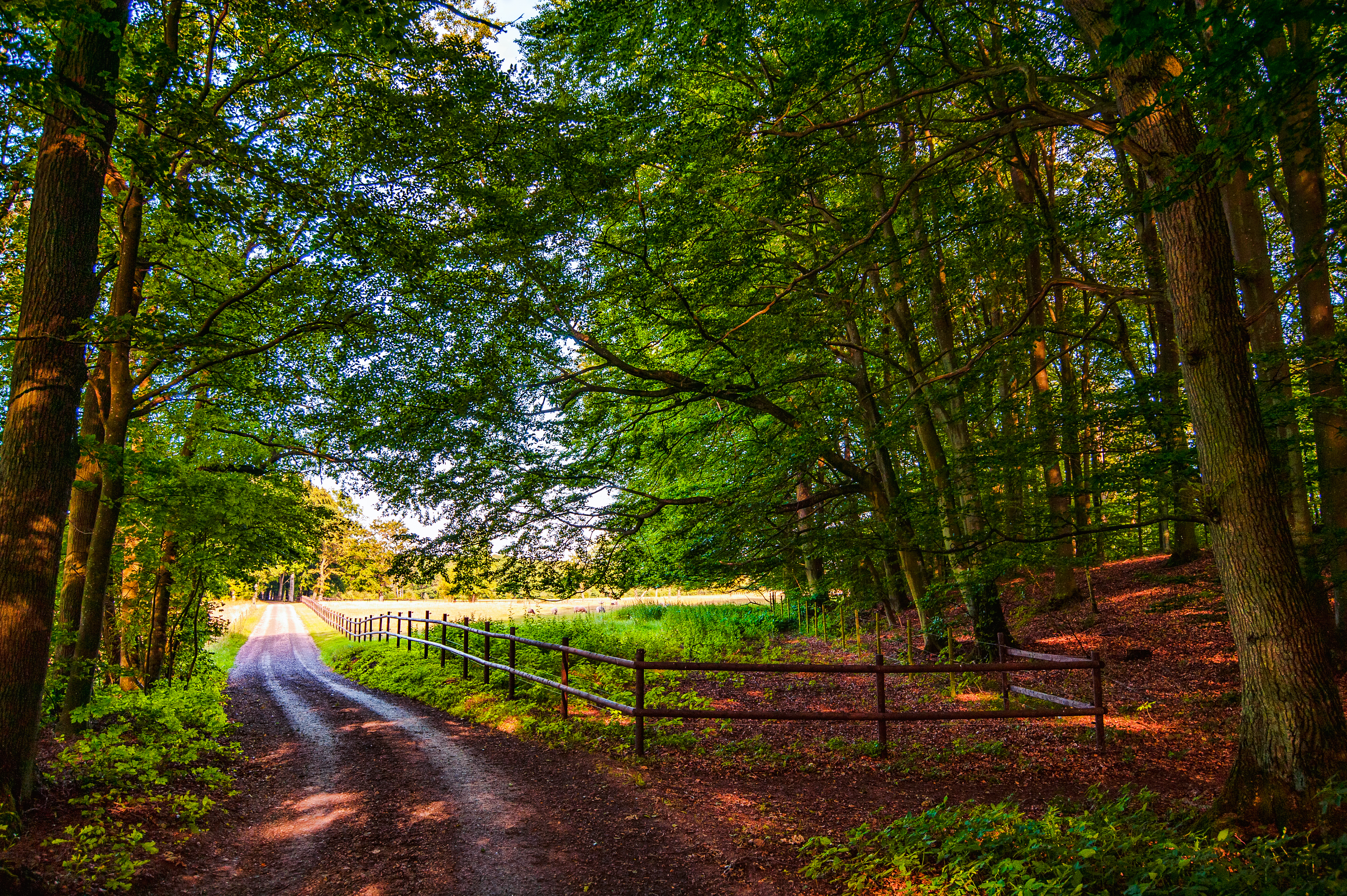 Free photo Forest road and fence