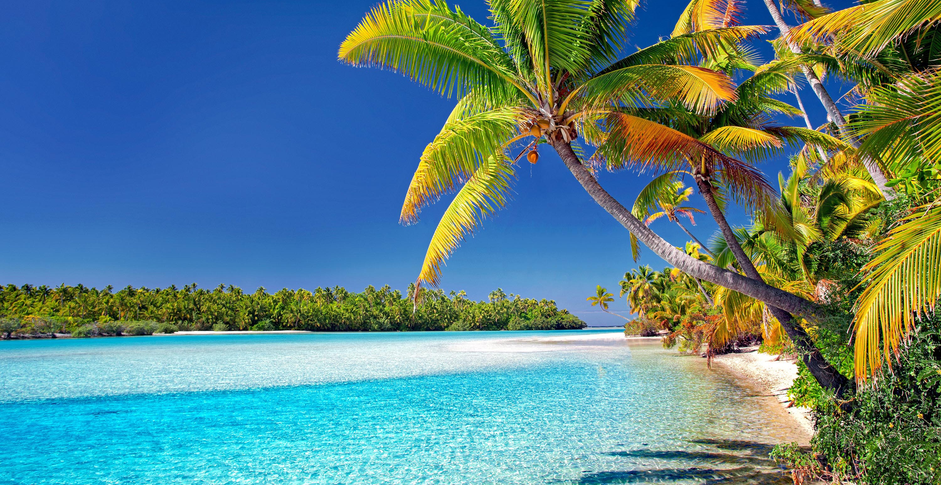 Wallpapers cook Islands beach palm derevya on the desktop