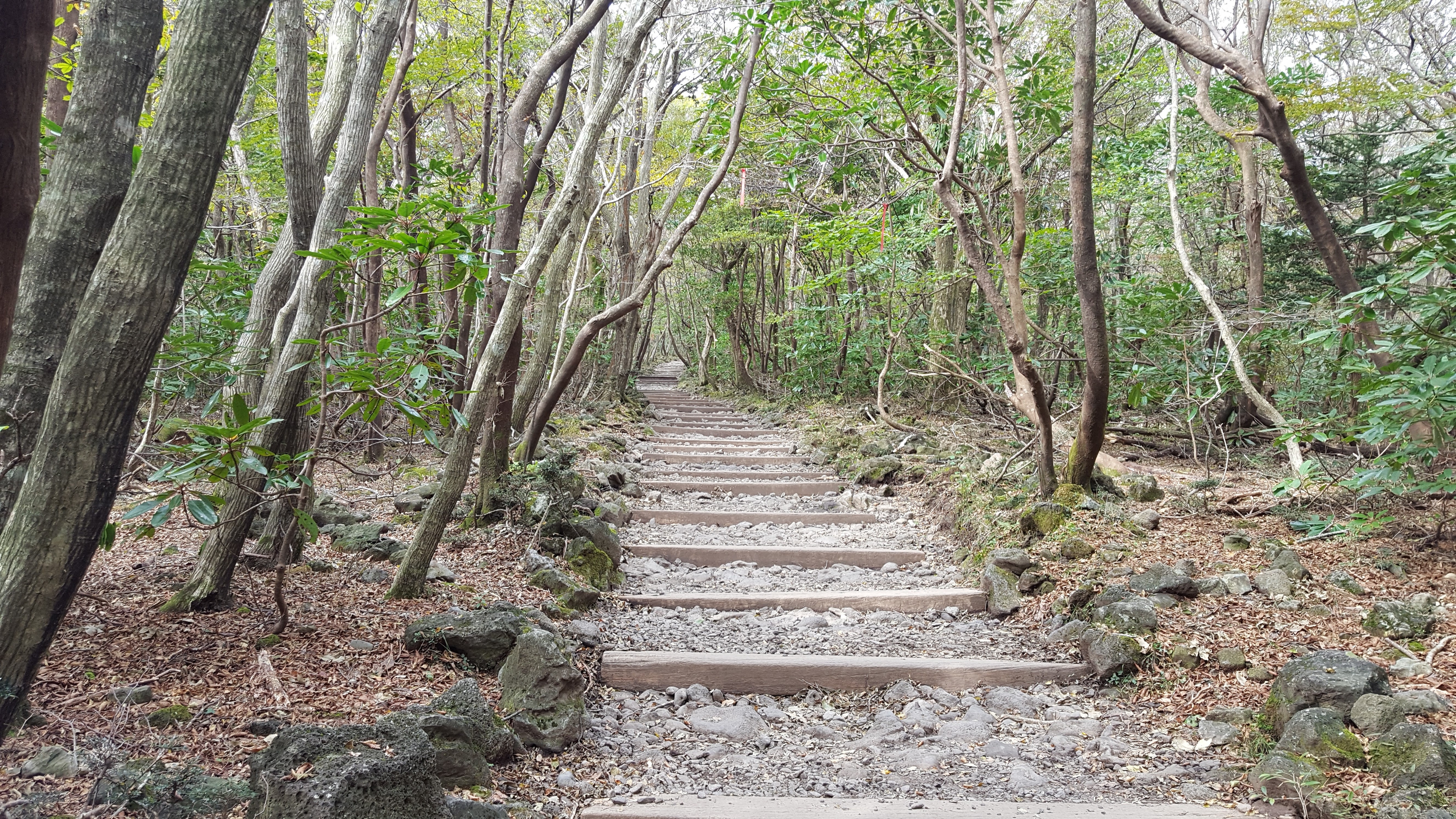 Wallpapers South Korea stairs trees on the desktop