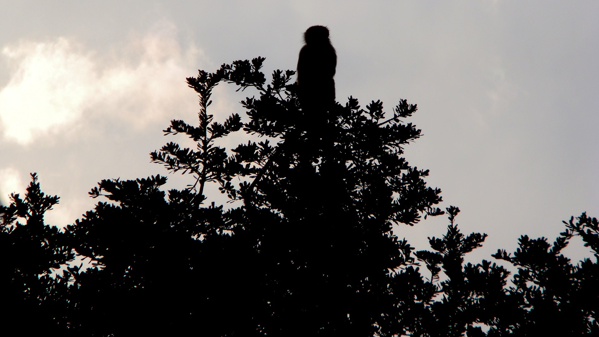 Обои солнечный свет животные закат на рабочий стол