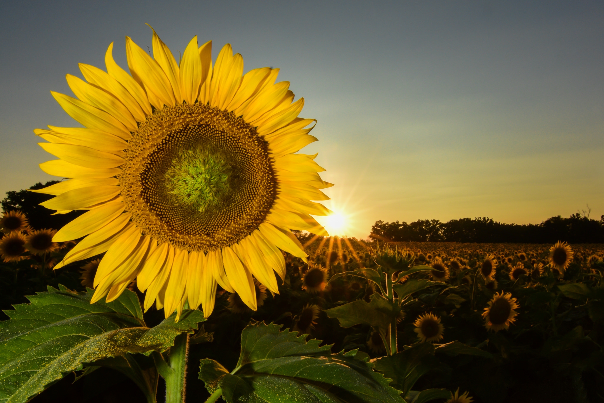 Free photo Free sunset, sunflower photo best