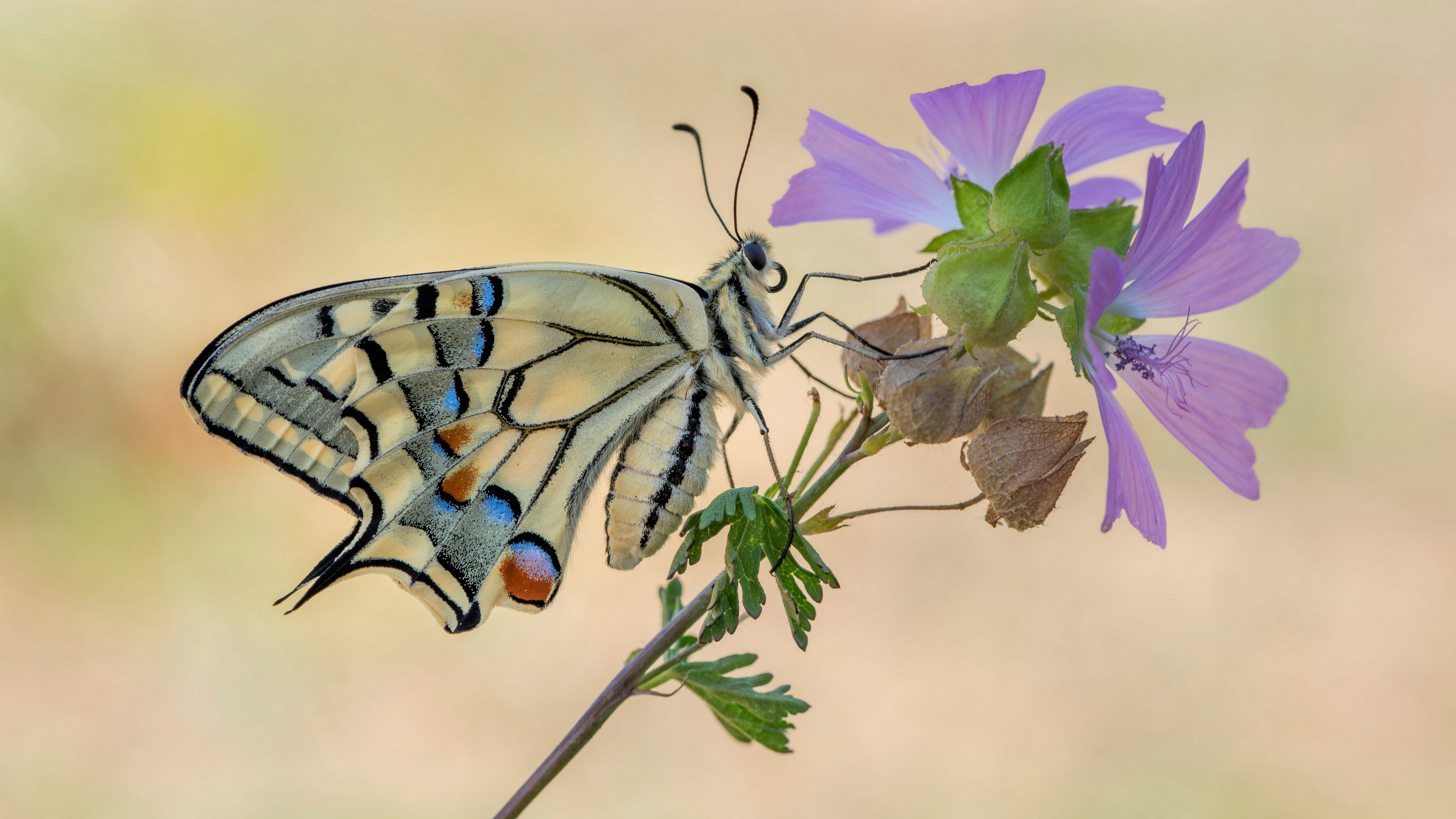 Free photo A butterfly on a small flower in purple