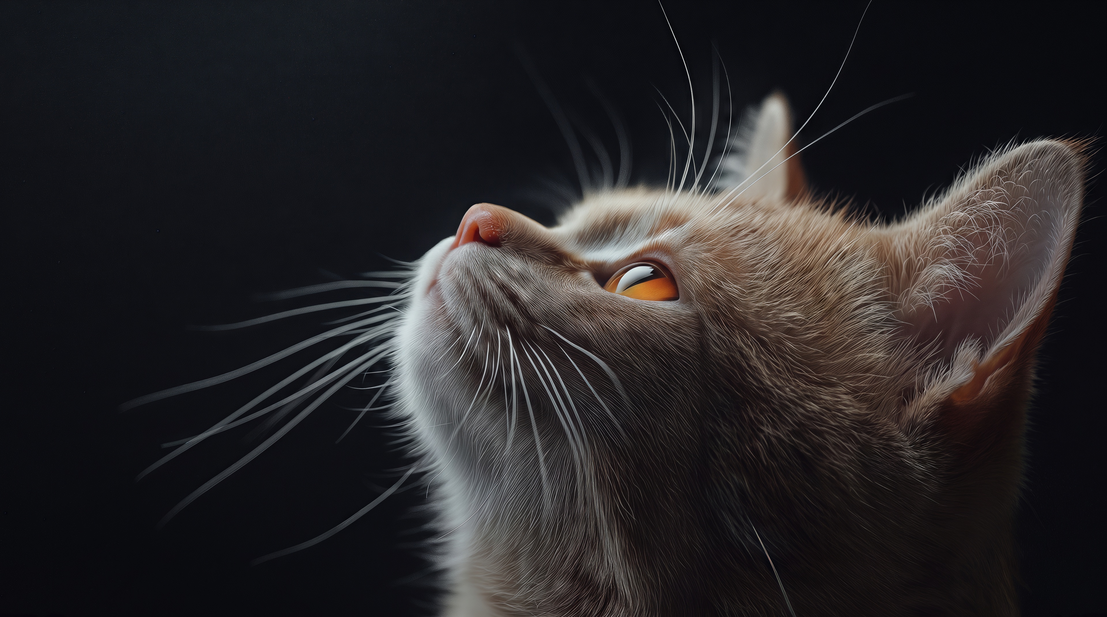Free photo A red-haired fluffy cat in profile looks up attentively with long whiskers on a deep black background.
