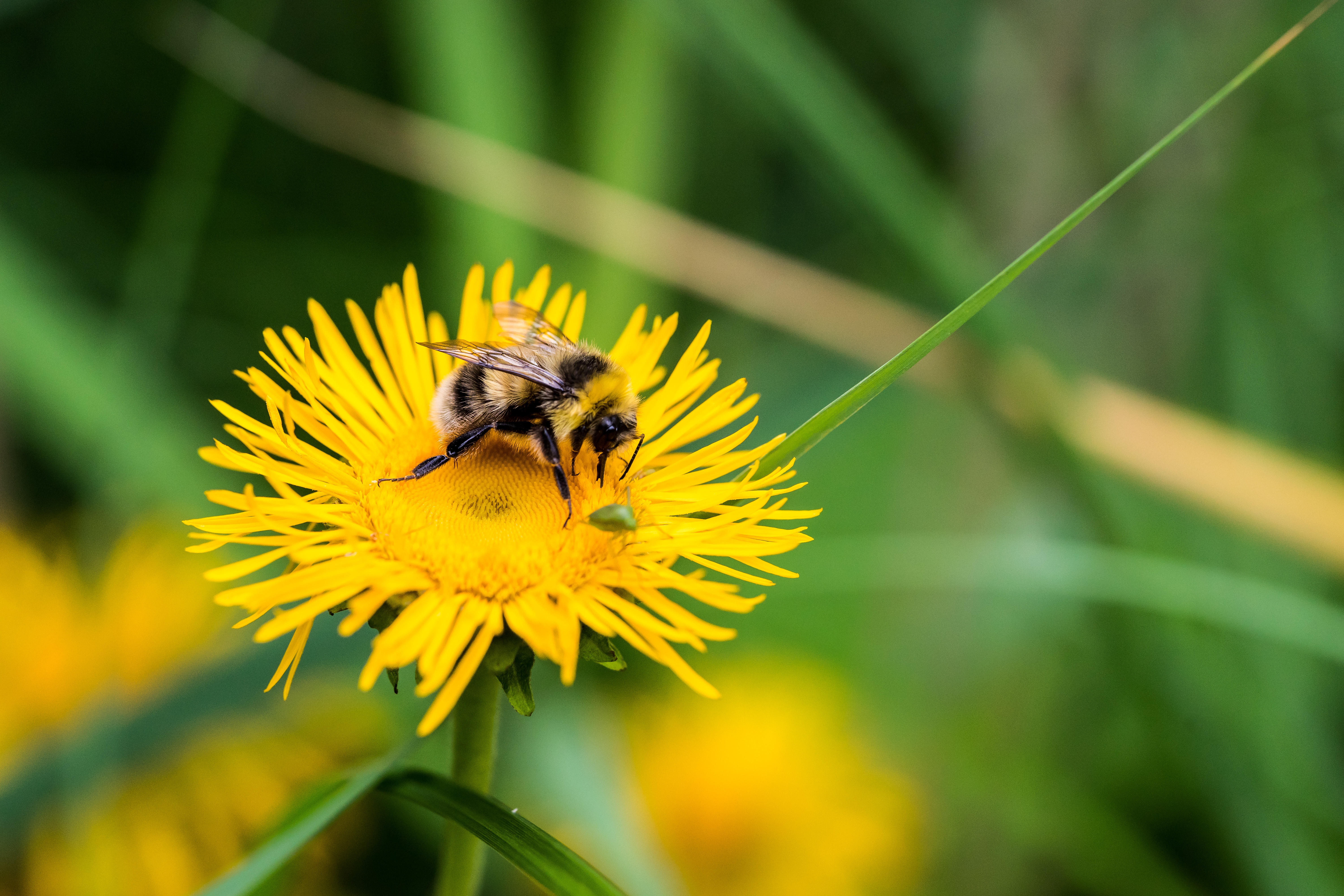 一只大黄蜂在蒲公英上采蜜。