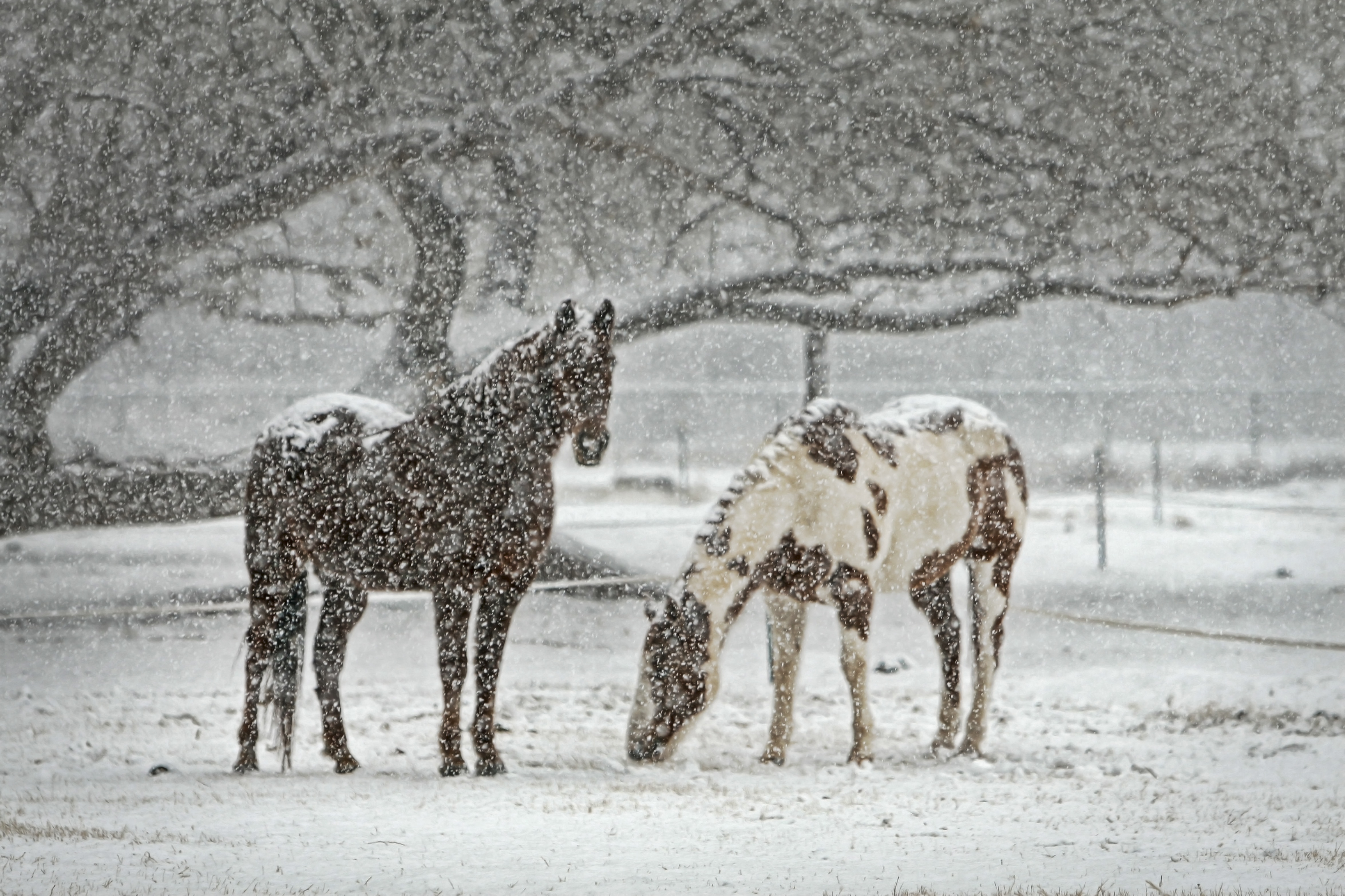 雪中放牧的马群