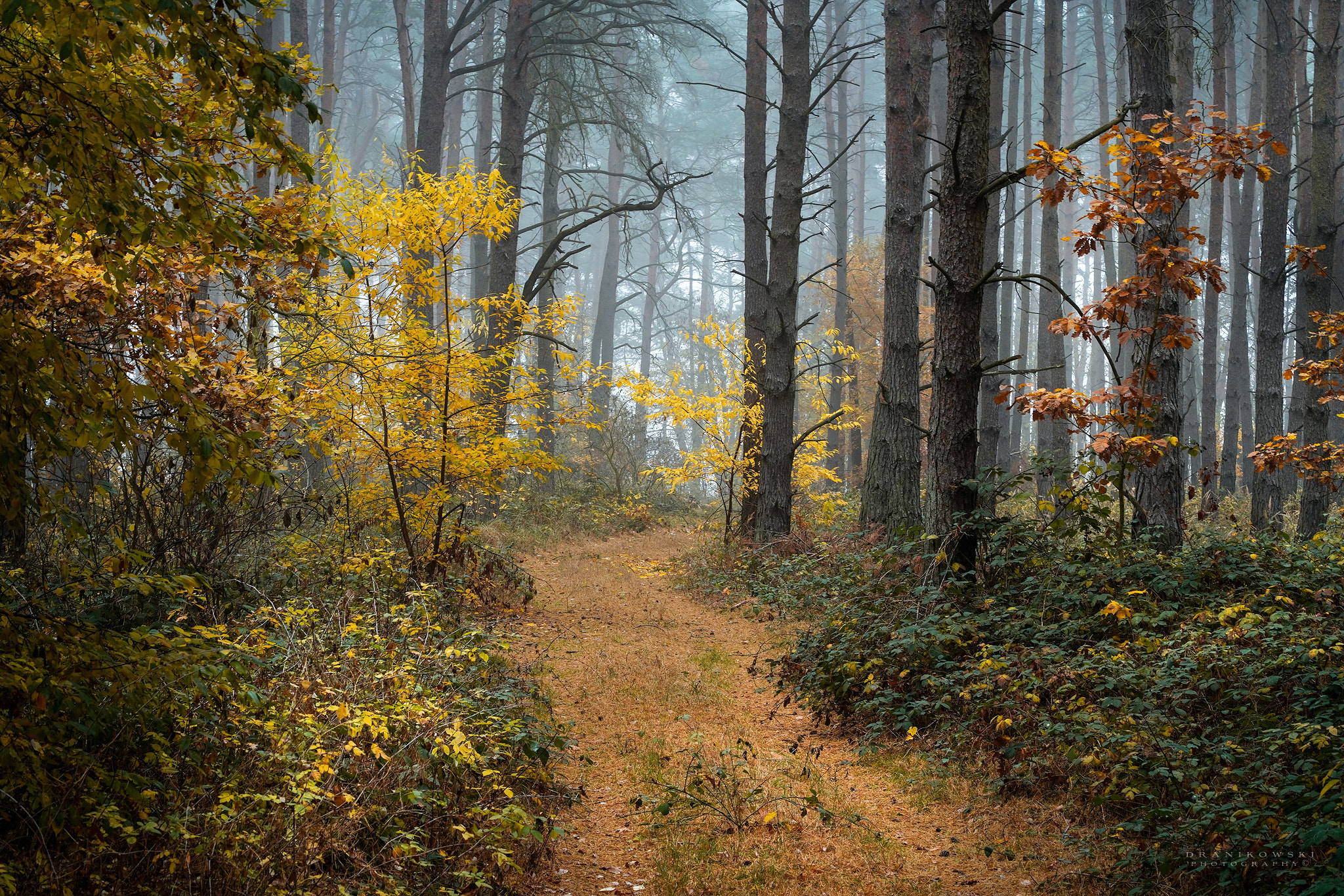 Wallpapers nature village road autumn leaves on the desktop