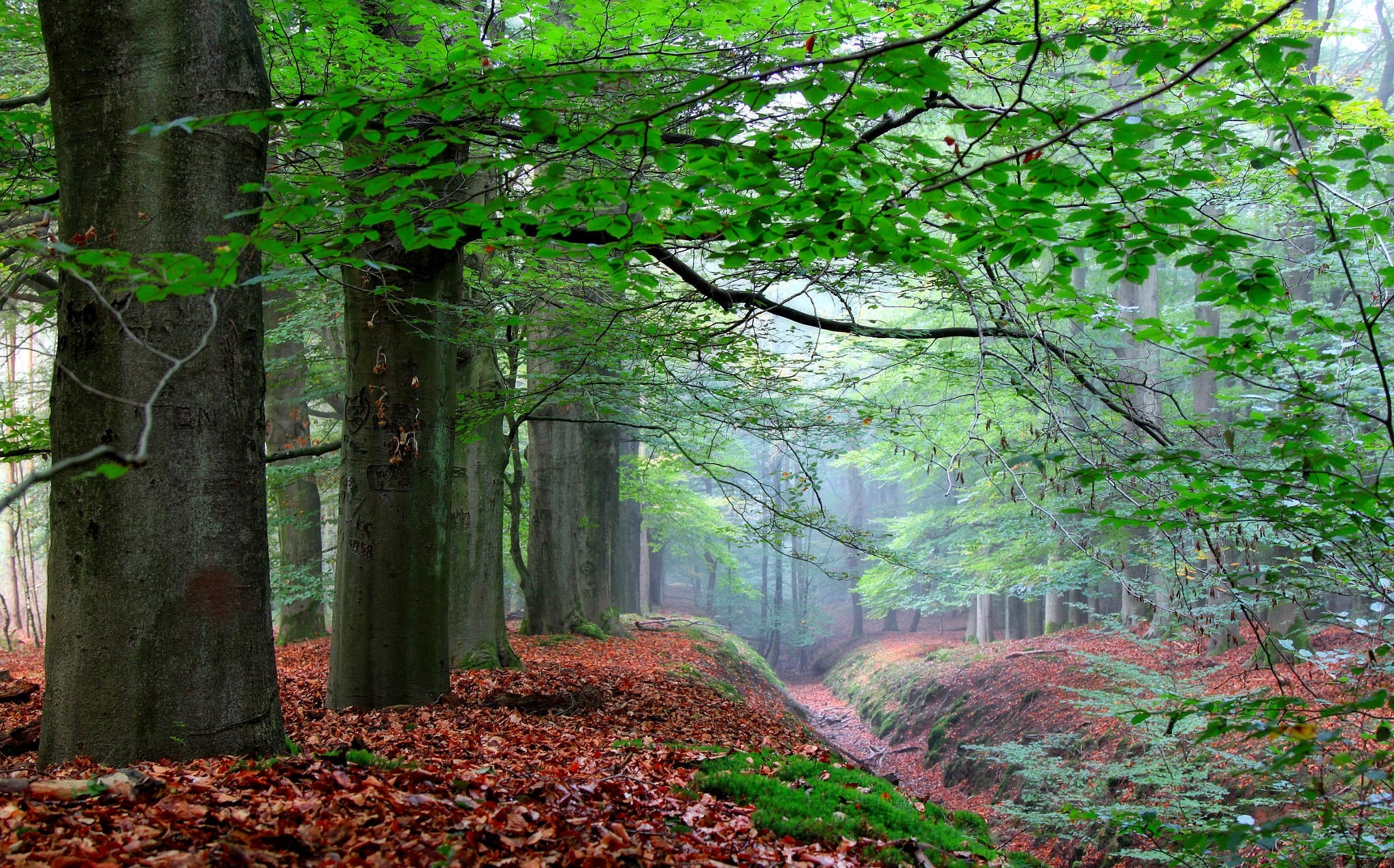 Wallpapers fog natural environment ecosystem on the desktop