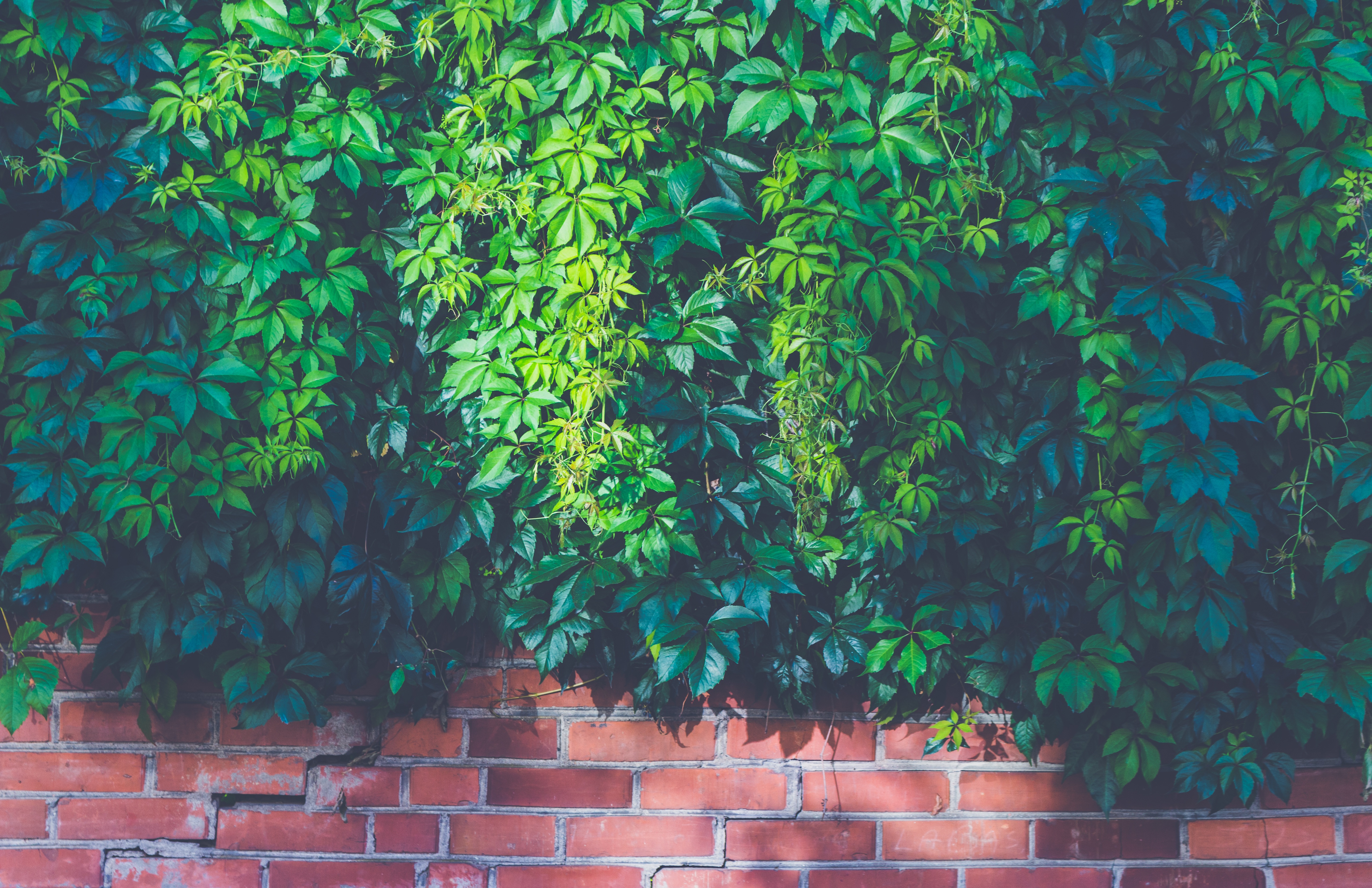 砖墙上的绿色植被