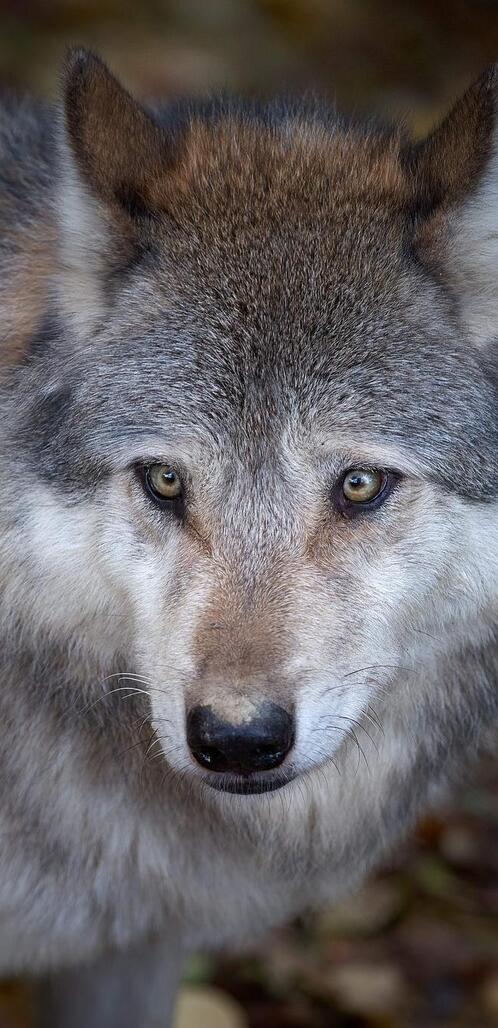 Обои волк хищник животное на рабочий стол