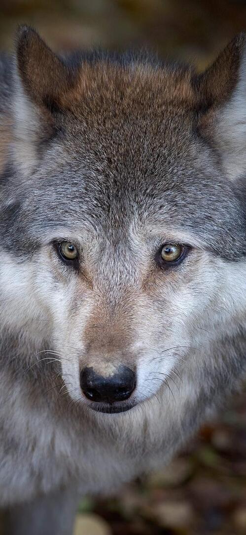 Обои волк хищник животное на рабочий стол