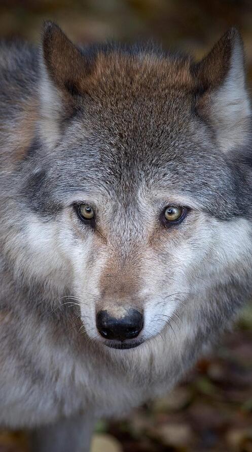 Обои волк хищник животное на рабочий стол