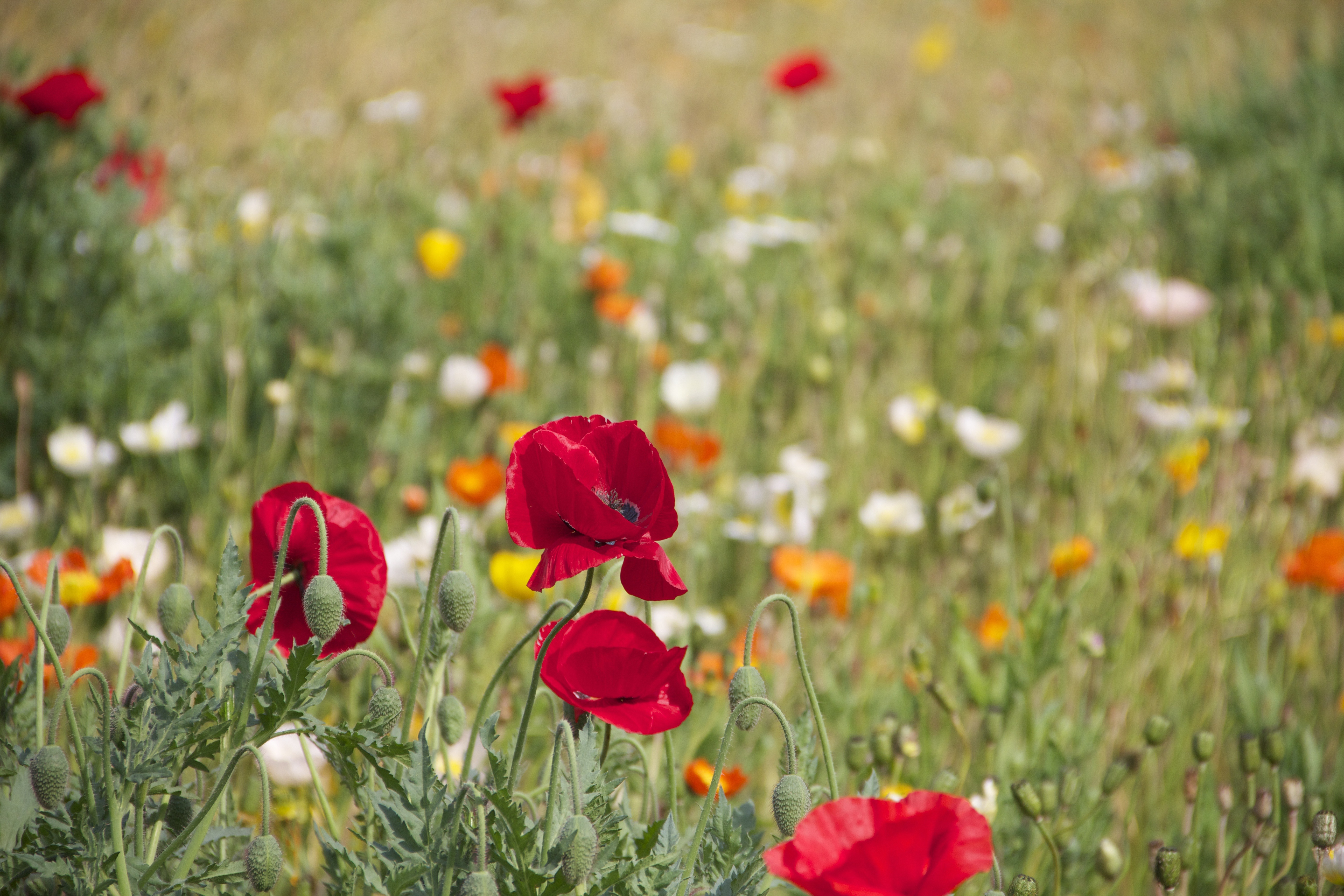 Wallpapers landscape grass flower on the desktop