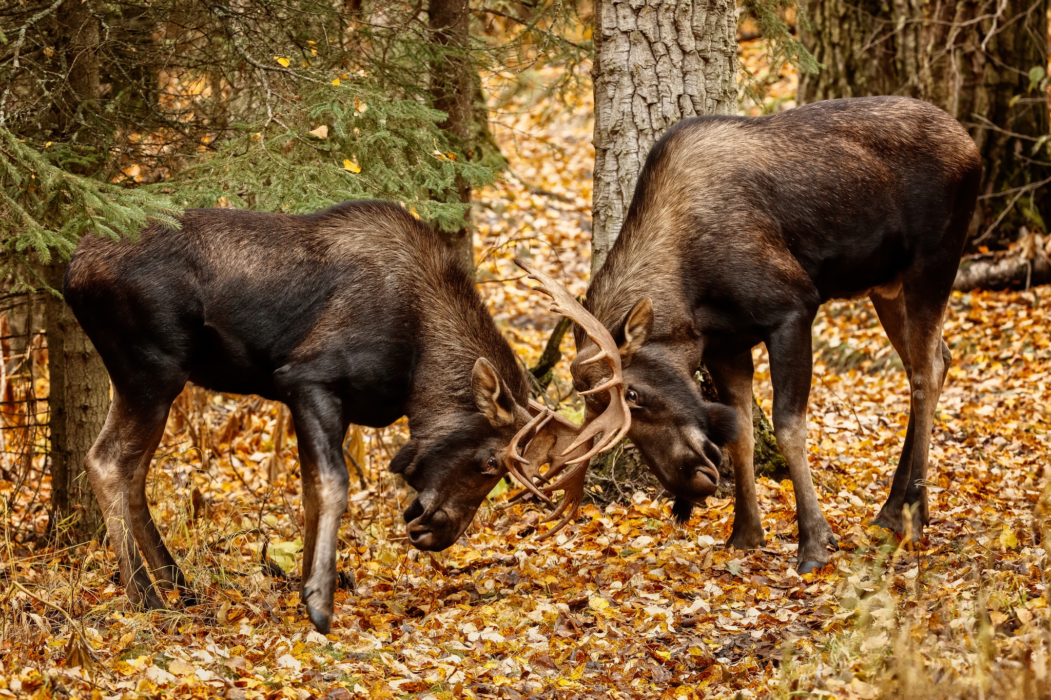 Wallpapers moose animals a Battle of two moose on the desktop