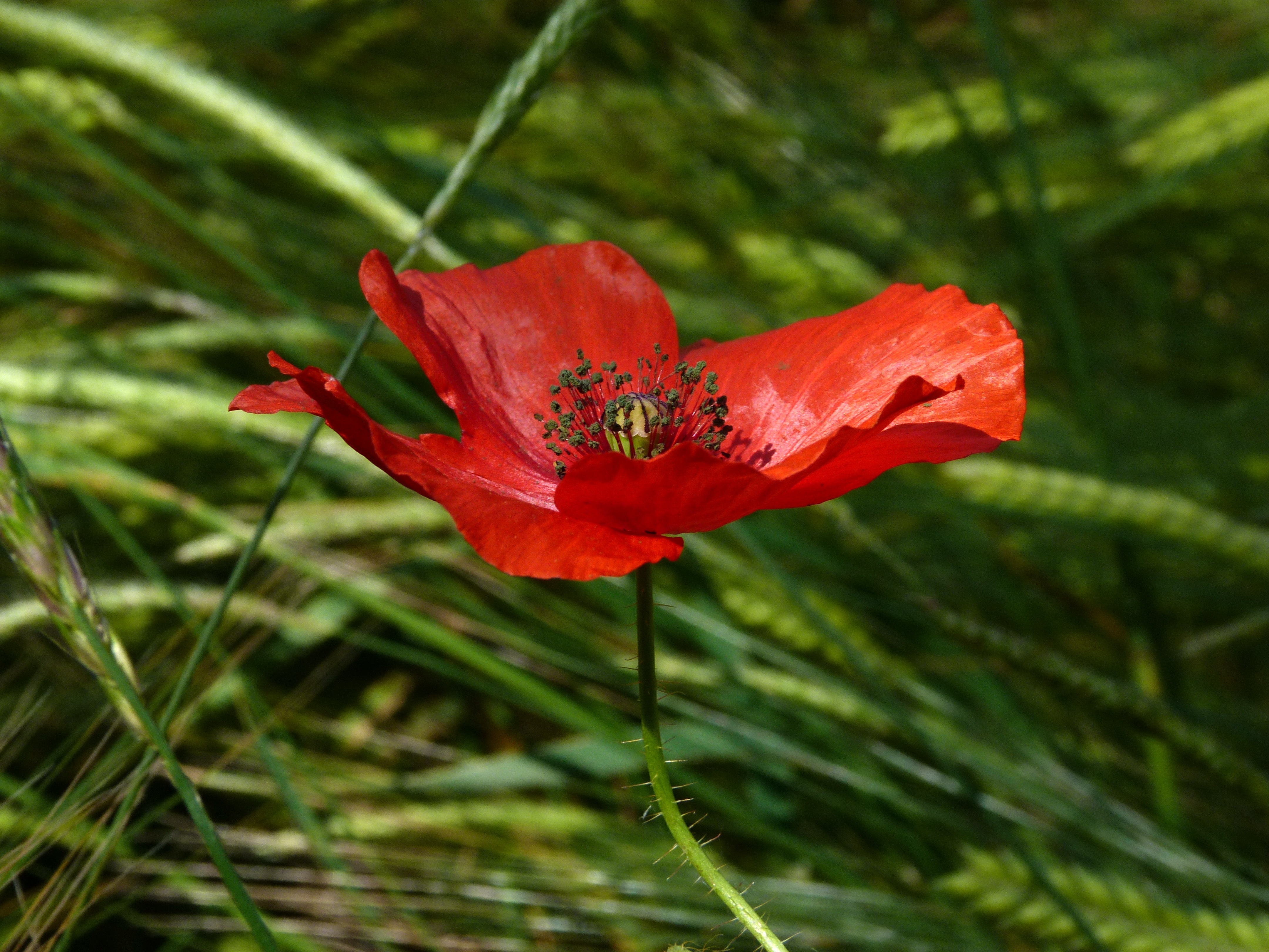 Wallpapers coquelicot plant stamen on the desktop