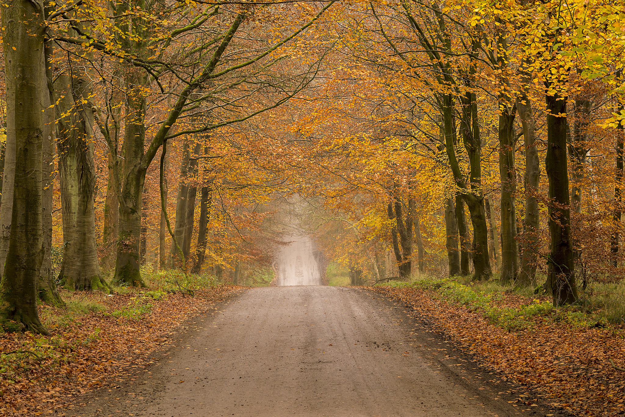 Wallpapers nature paints of autumn landscape on the desktop