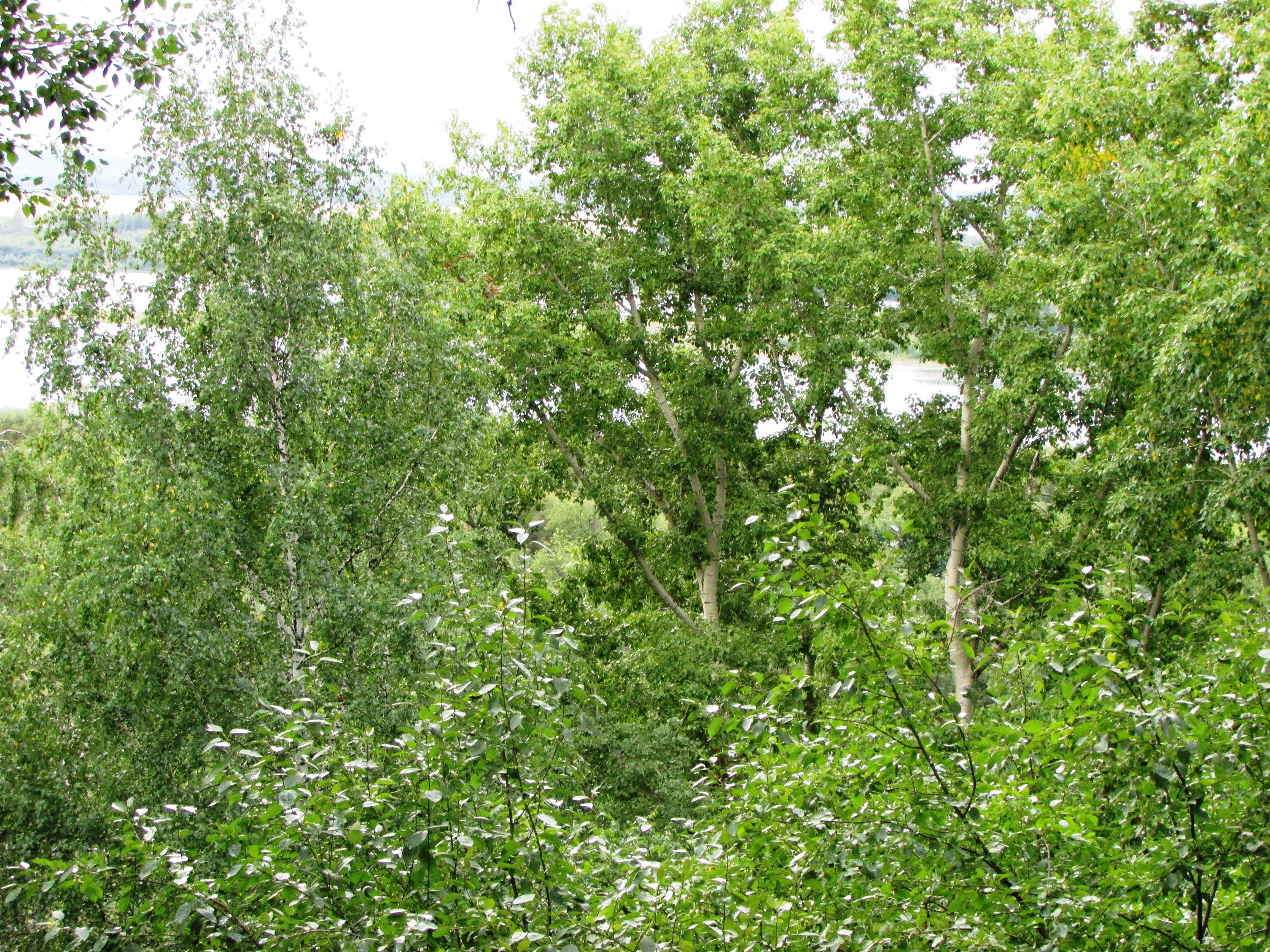 Free photo The bank of the Tom River from a hillock before a thunderstorm.