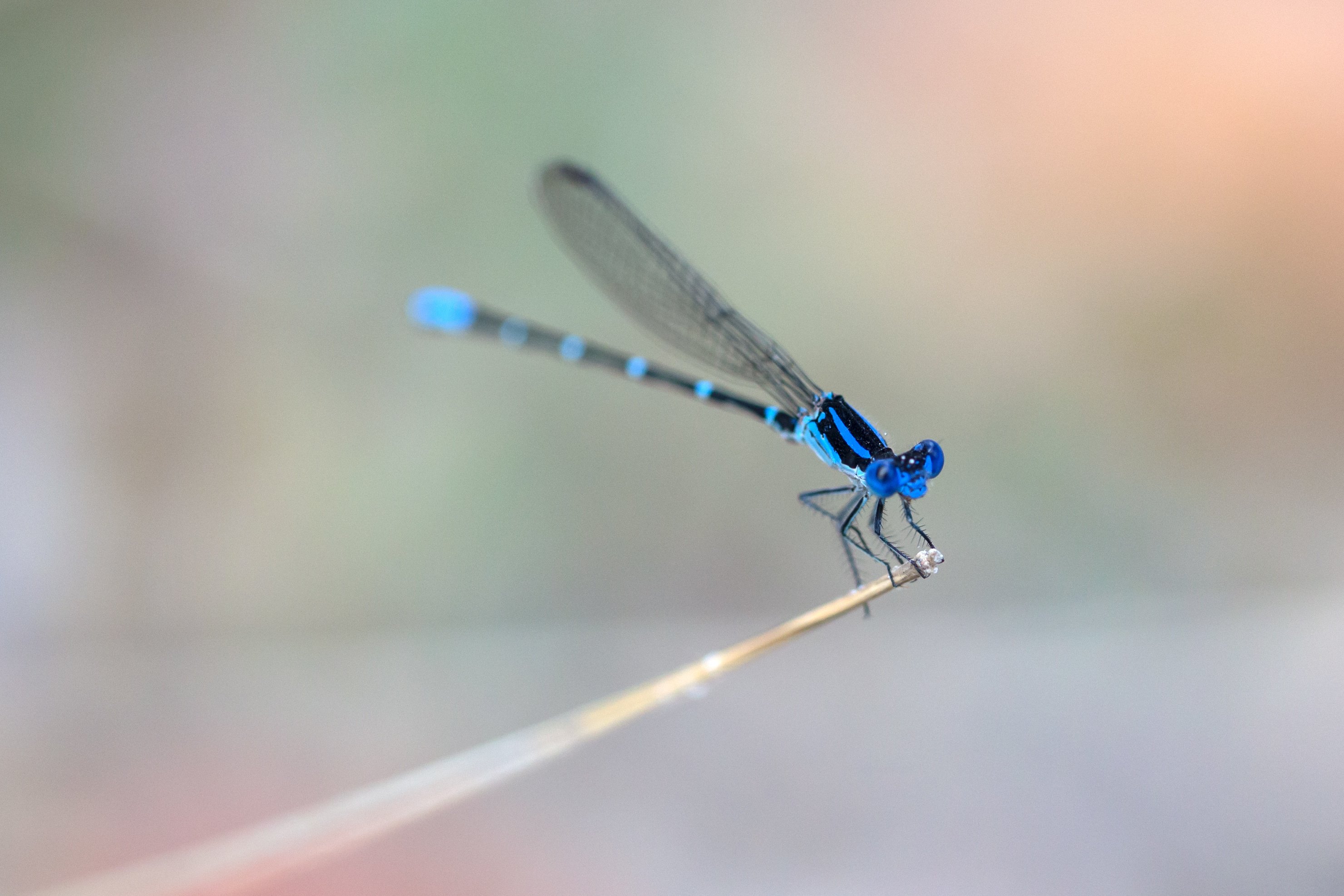 Dragonfly arrow