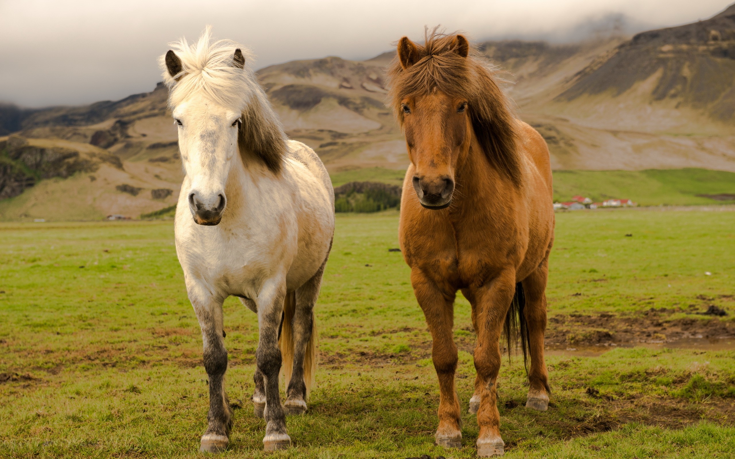 Free photo A white horse and a red horse