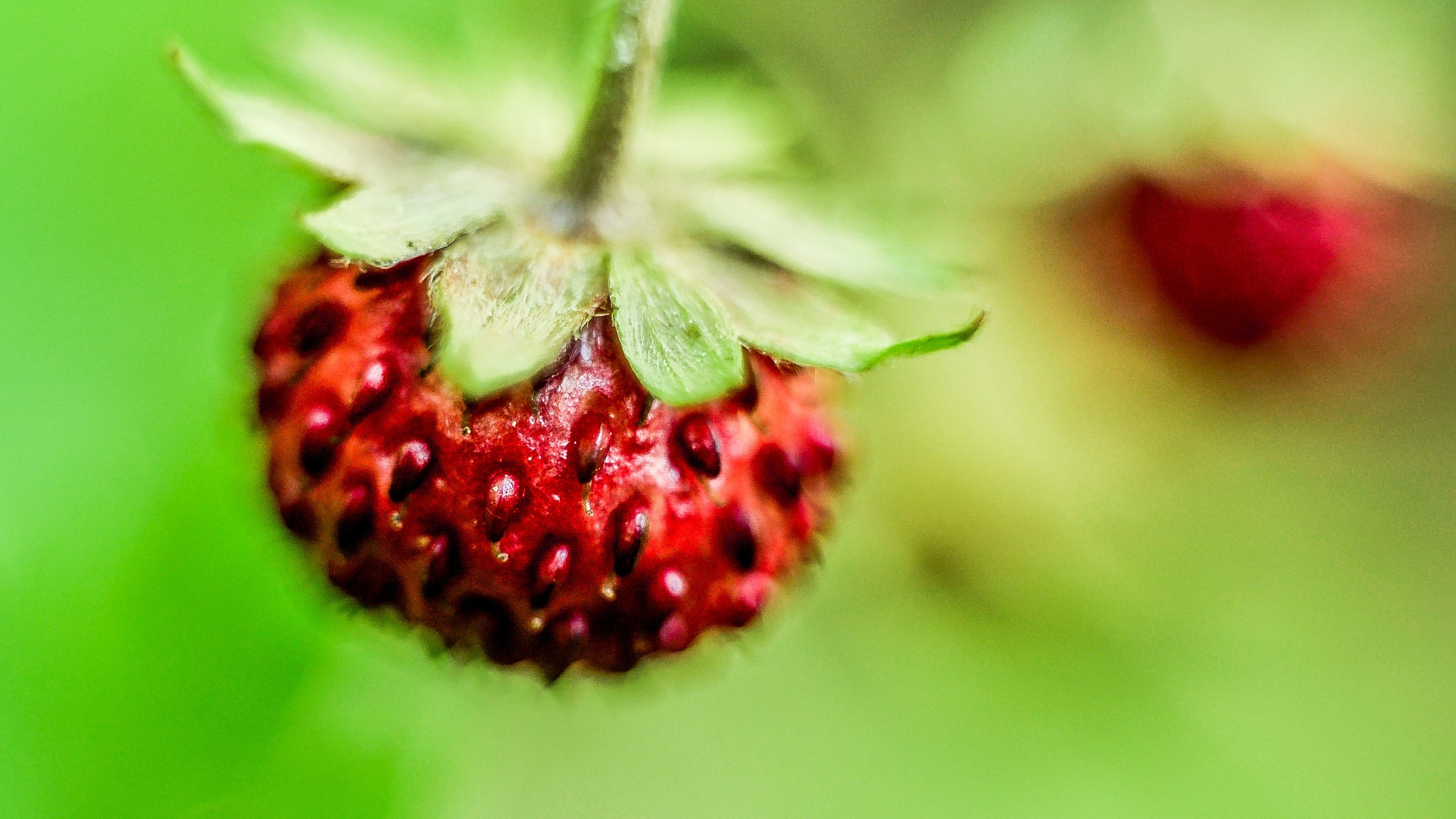 免费照片野草莓