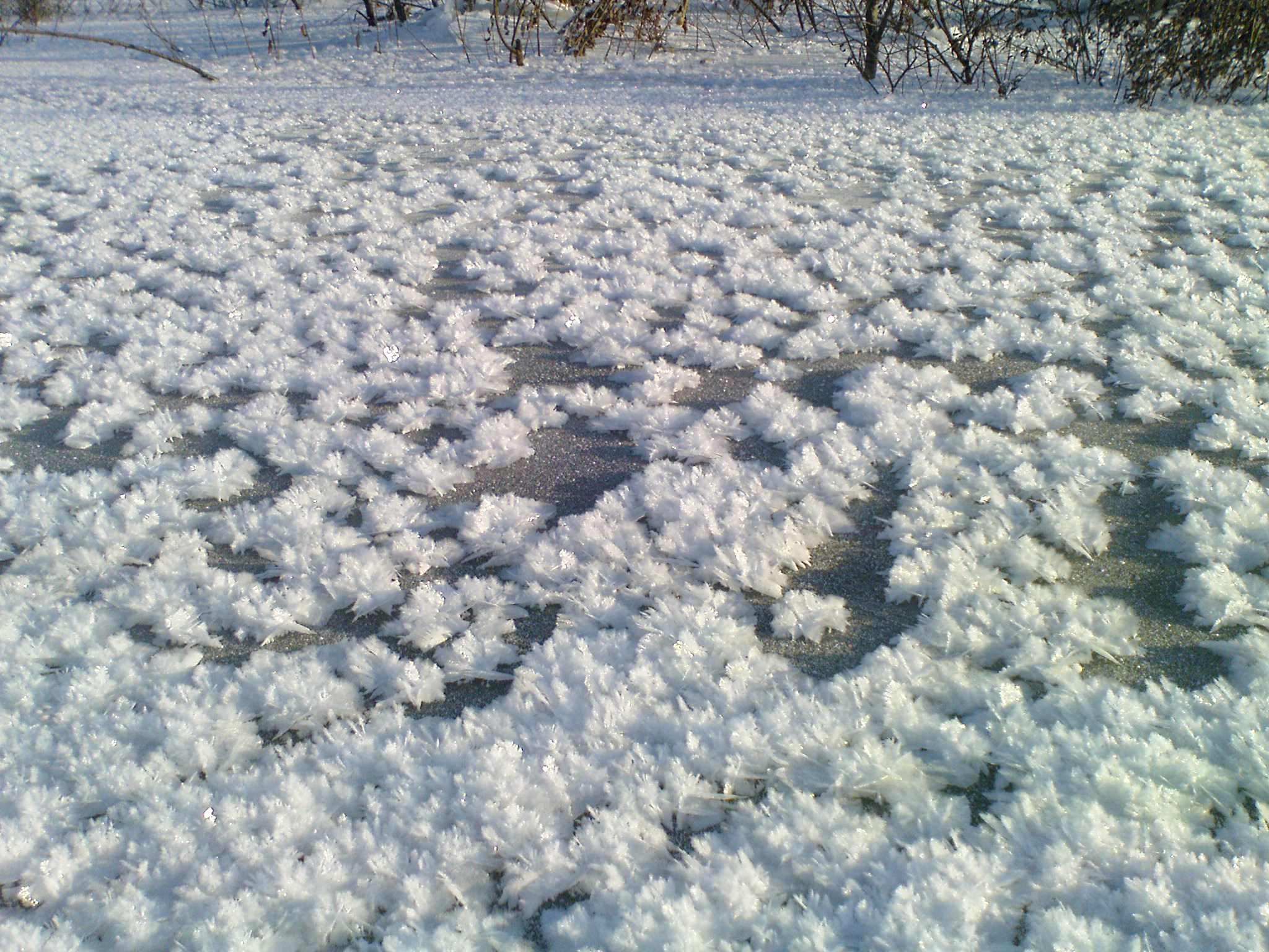免费照片冰上的雪晶