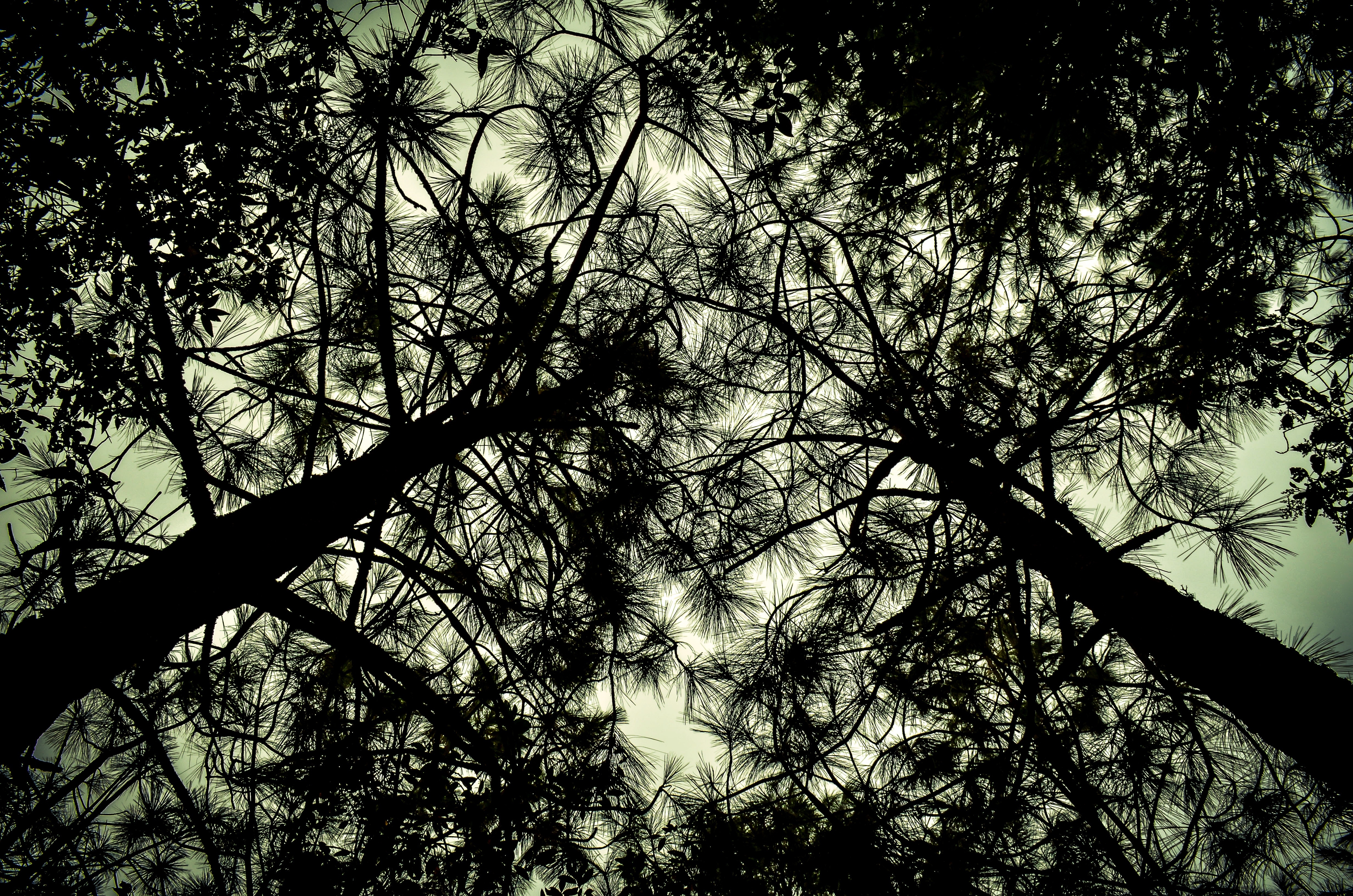 Free photo View of tree branches from below