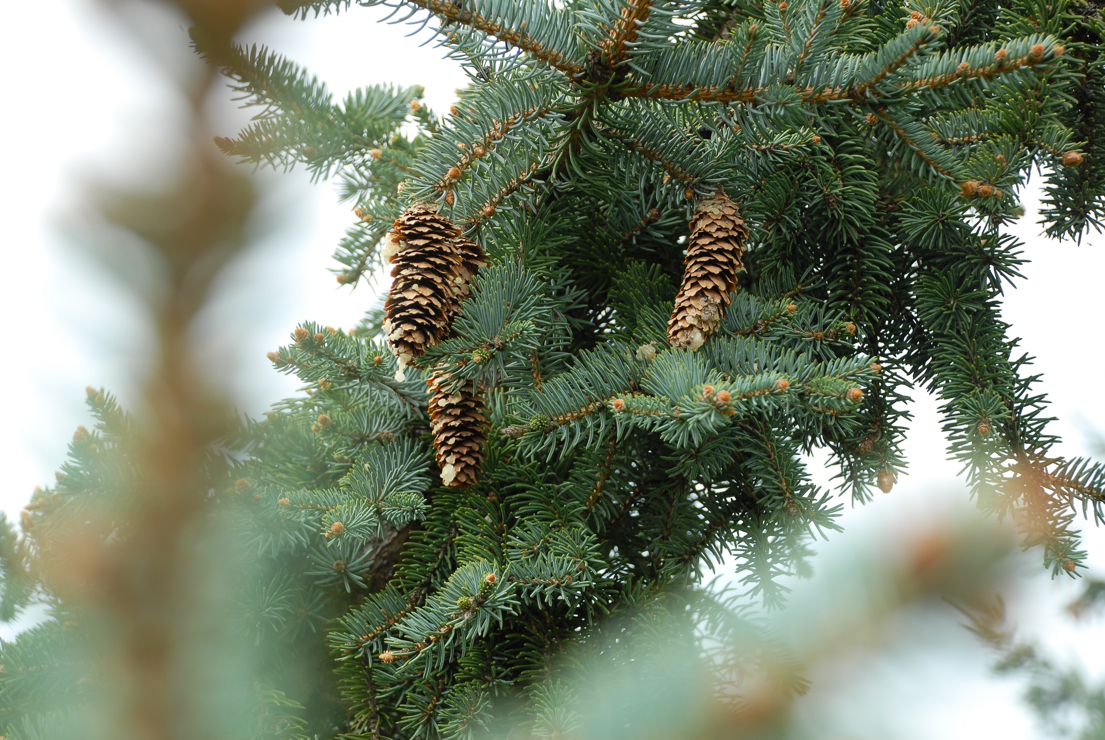 Free photo Pine cones wallpaper