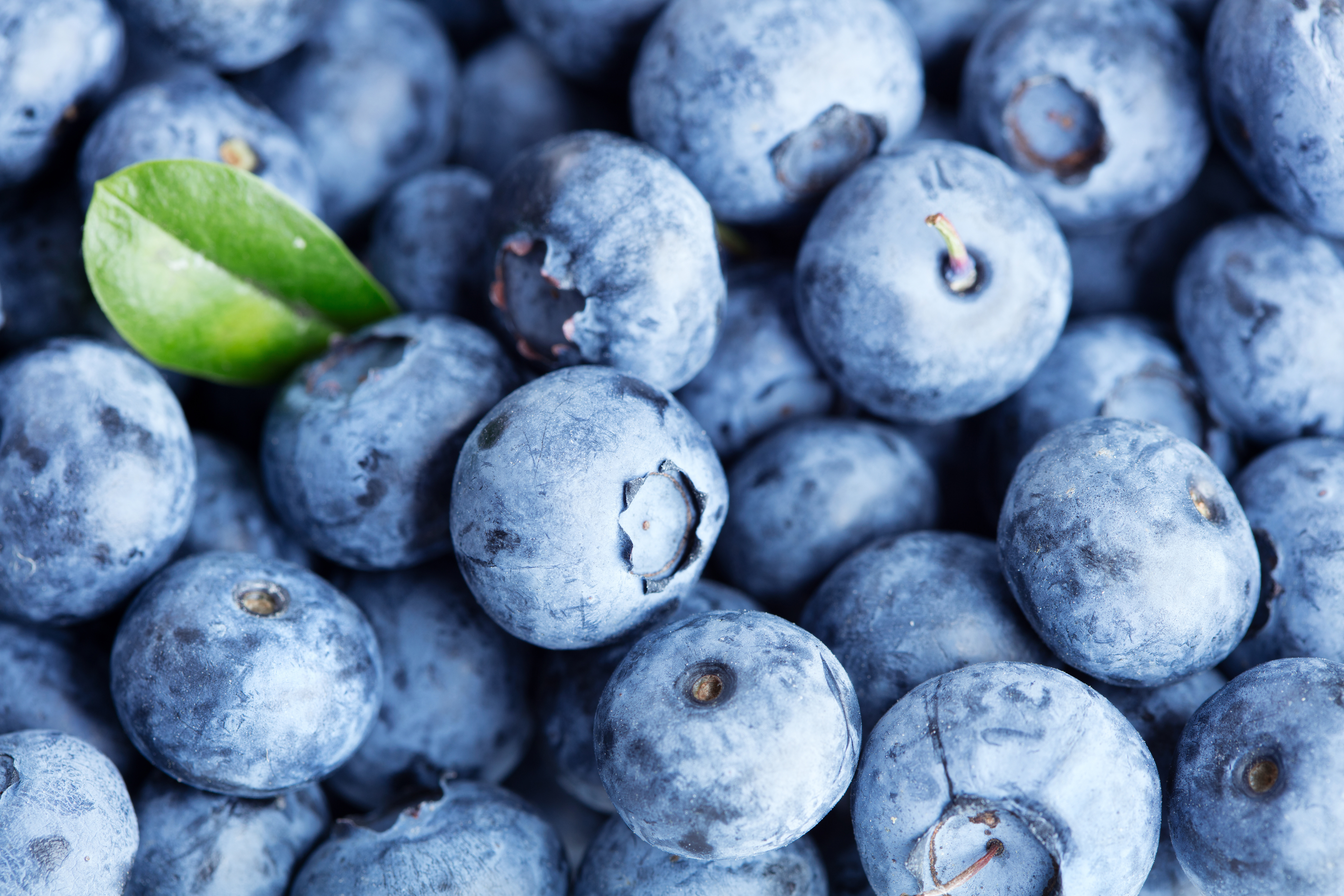 Free photo Blueberries close-up