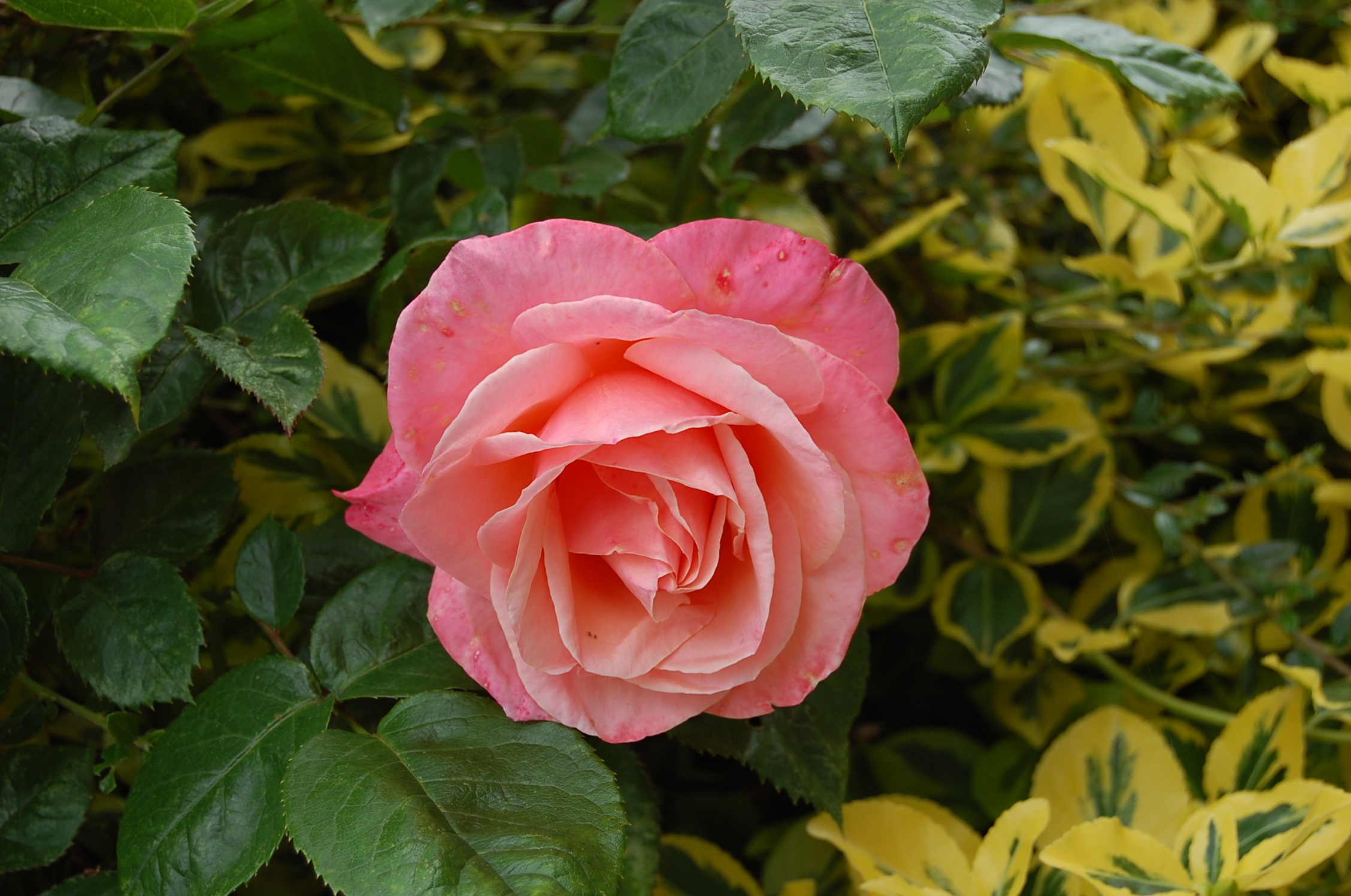 Обои одинокая роза флора розовая роза на рабочий стол