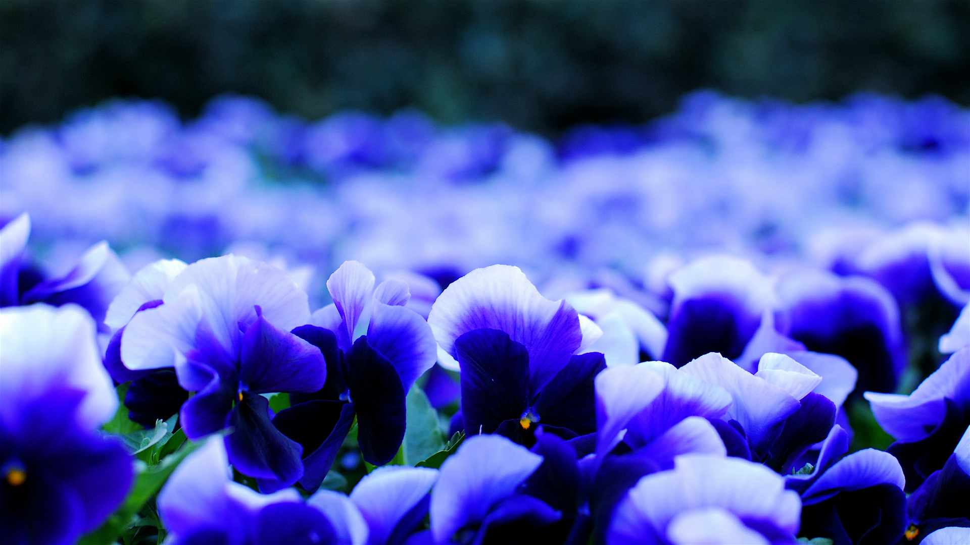 Обои цветы природа фиолетовый на рабочий стол