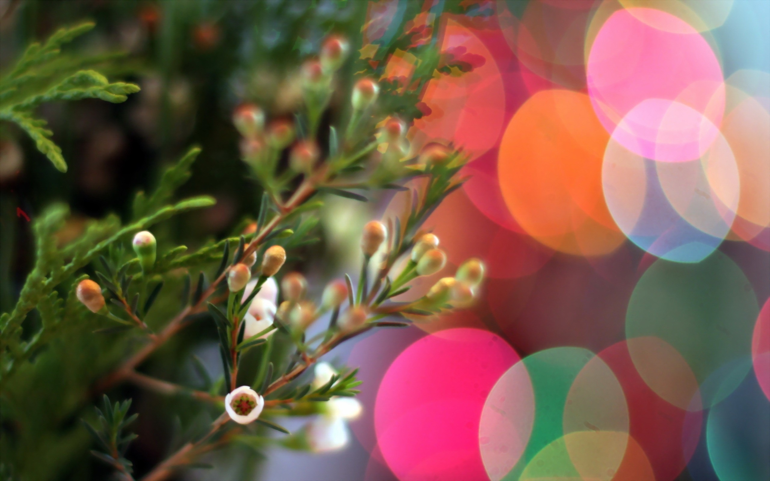 免费照片圣诞蜡桃金娘