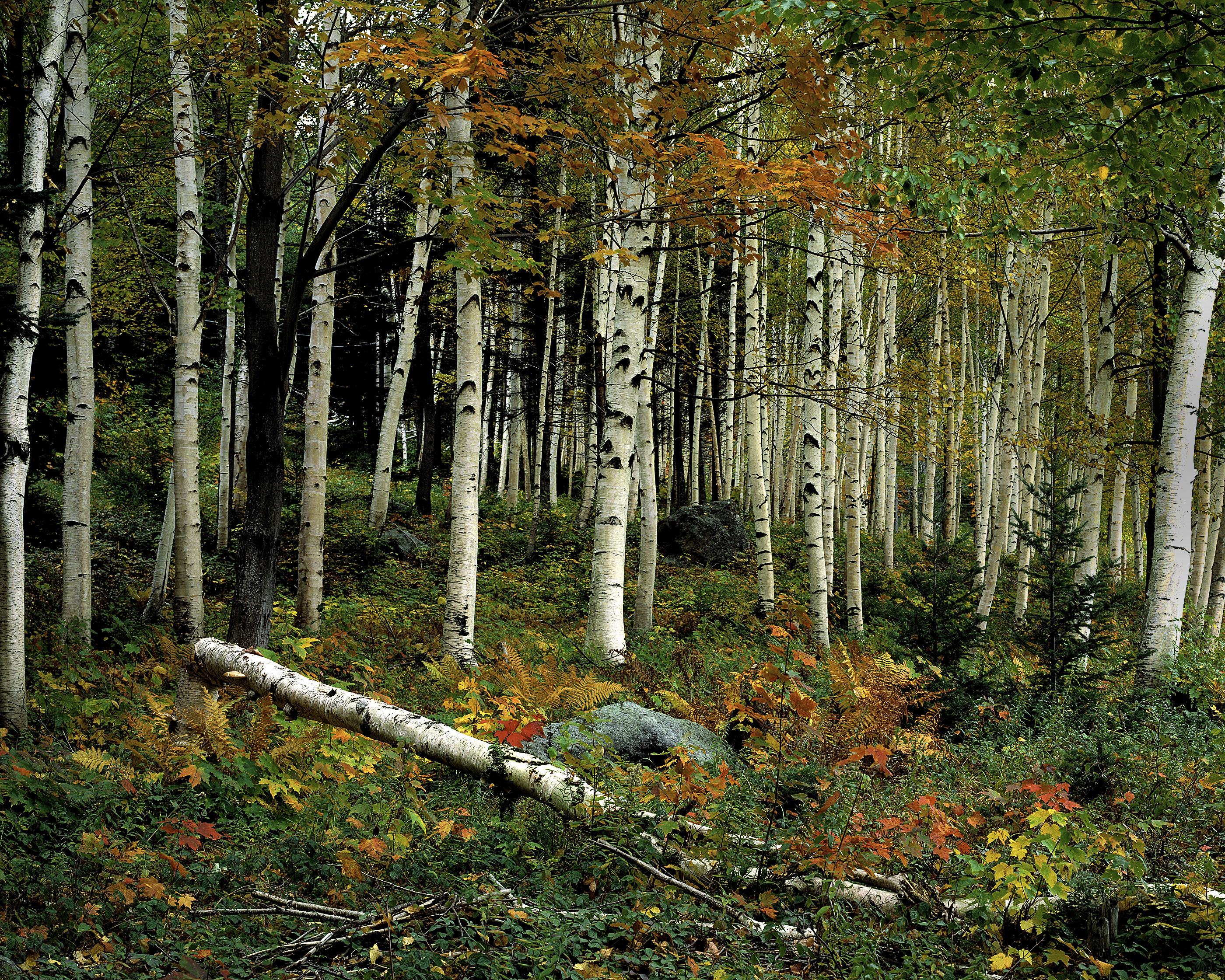 Birch Grove