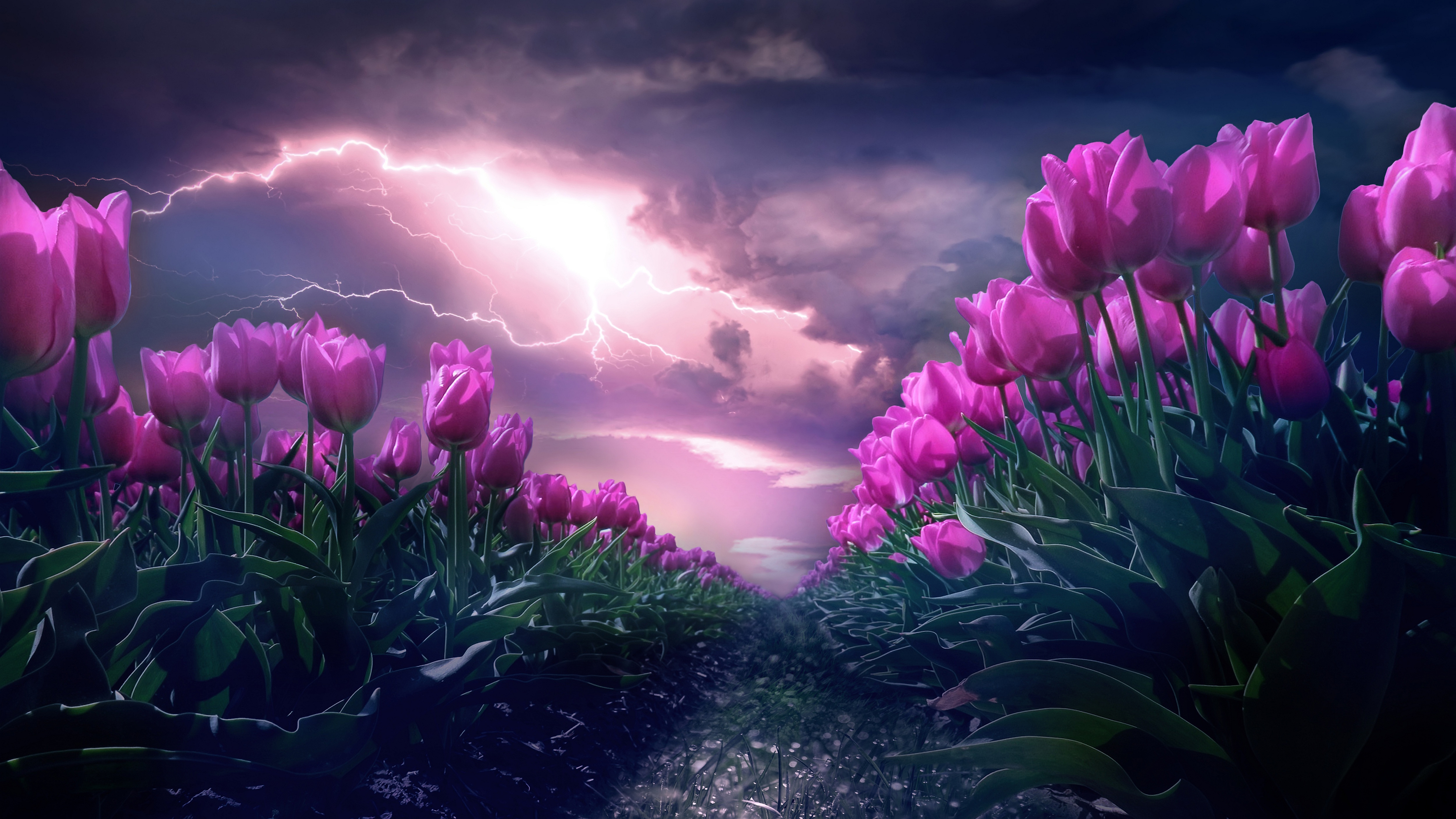 Wallpapers pink tulips lightning garden on the desktop