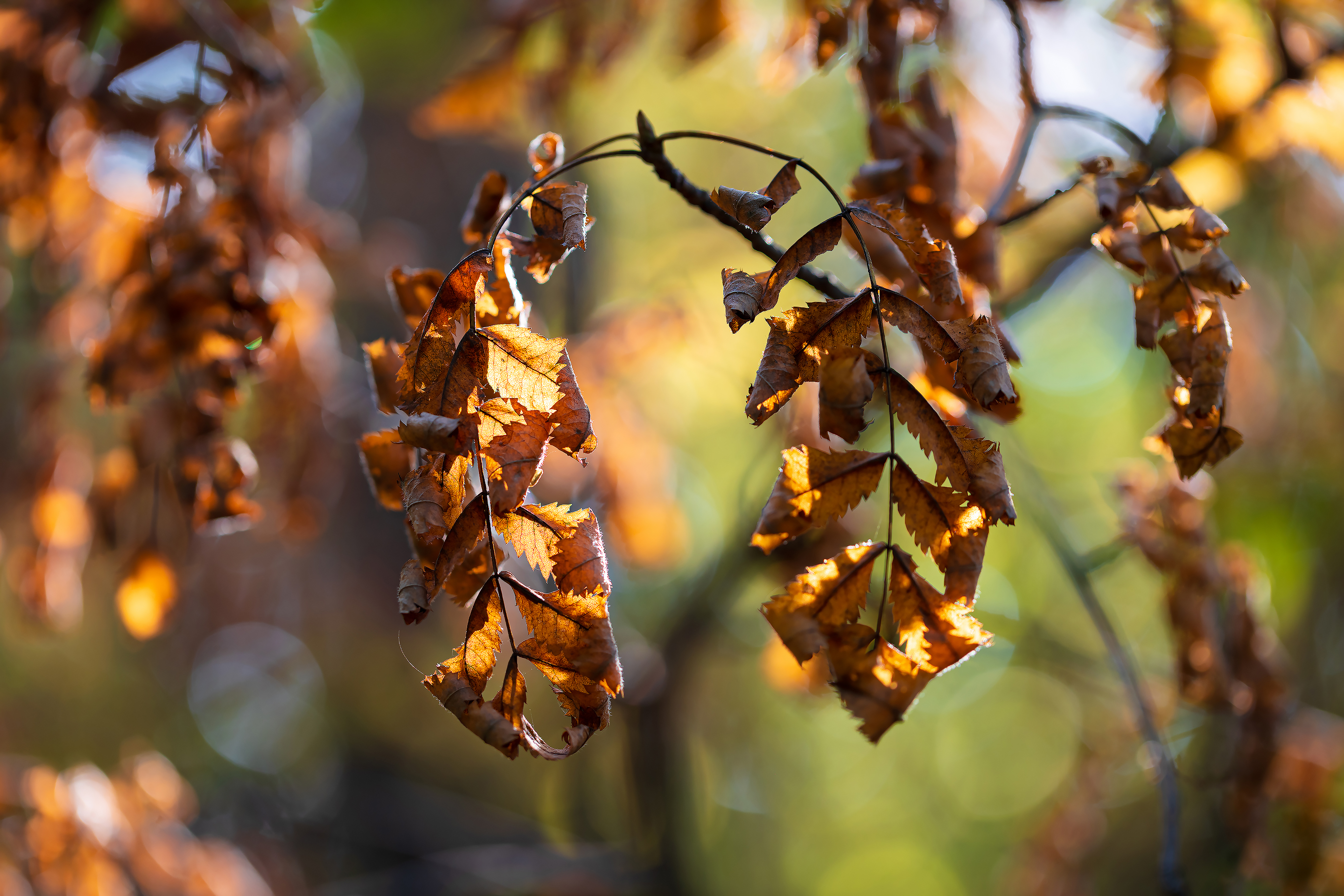 Бесплатное фото Увядшие осенние листья рябины