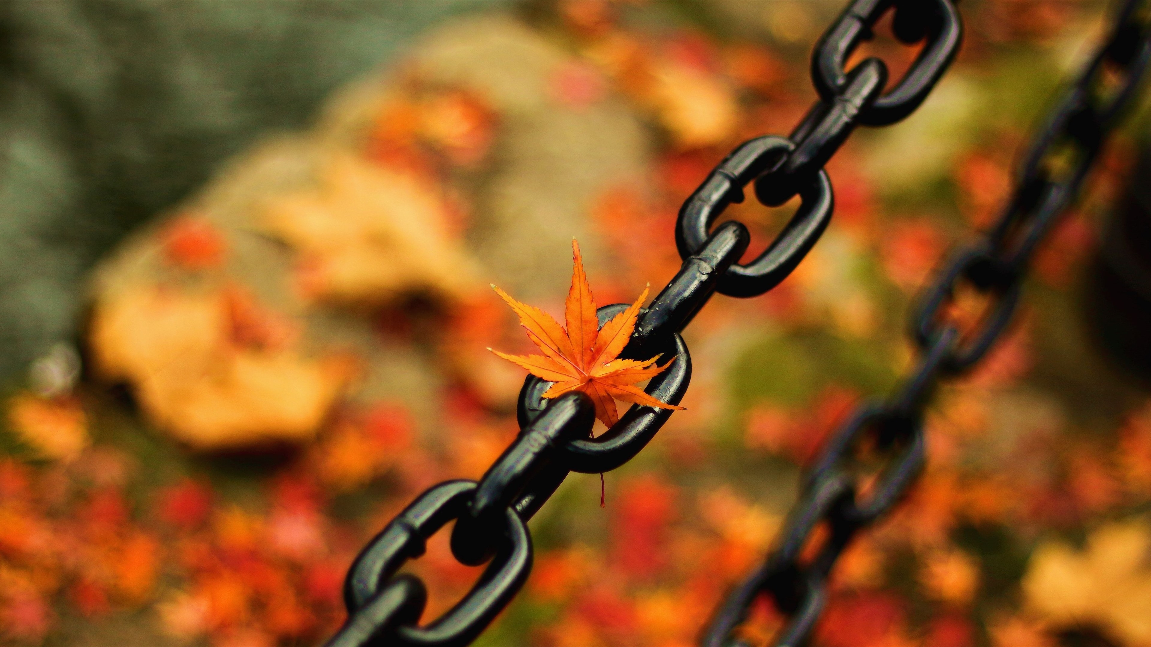 Free photo Black chain in autumn colors