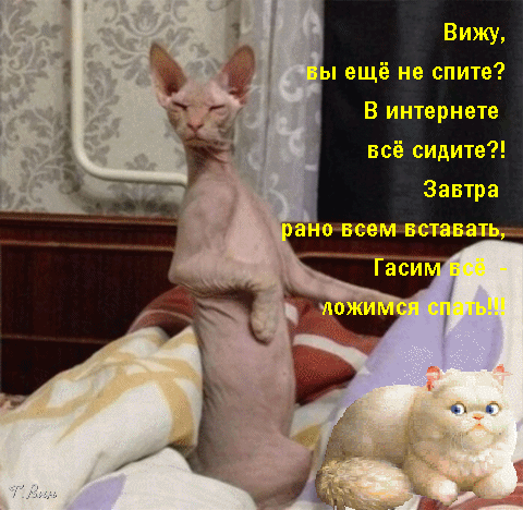 主题为晚上好 猫 秃头的明信片免费下载