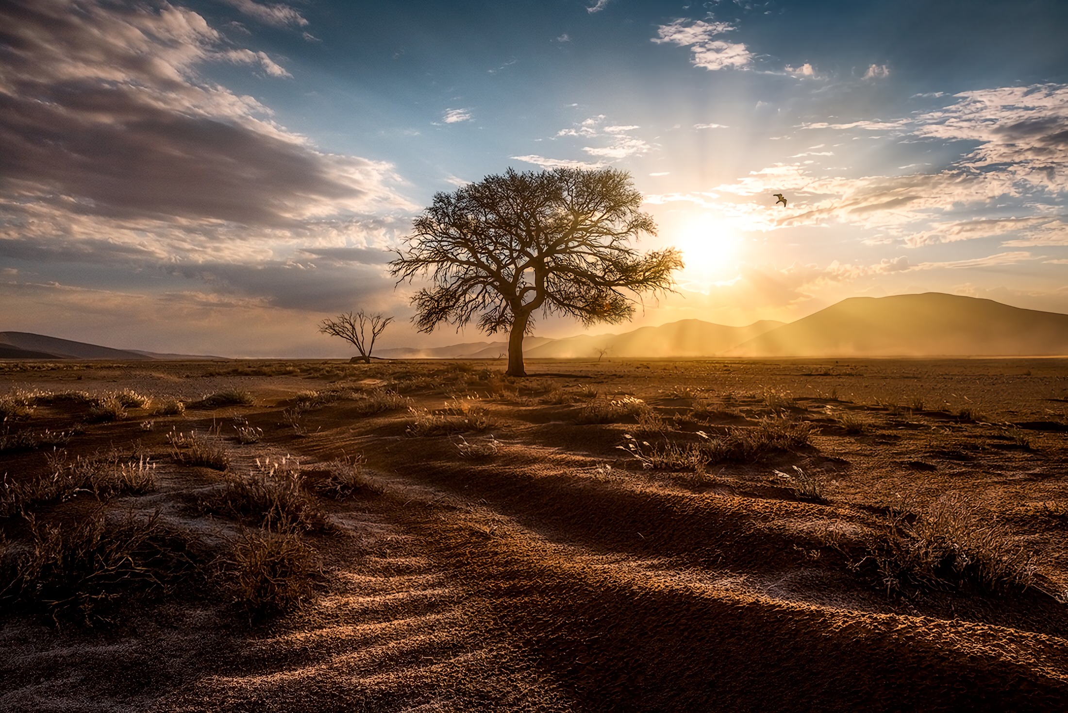 Wallpapers Africa desert tree on the desktop