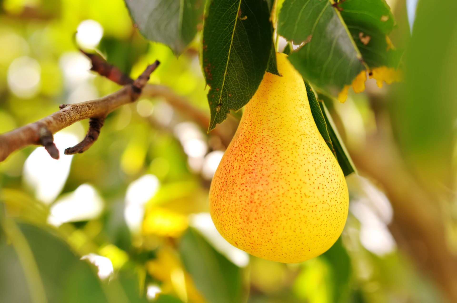 Free photo Wallpaper with a yellow pear on a twig
