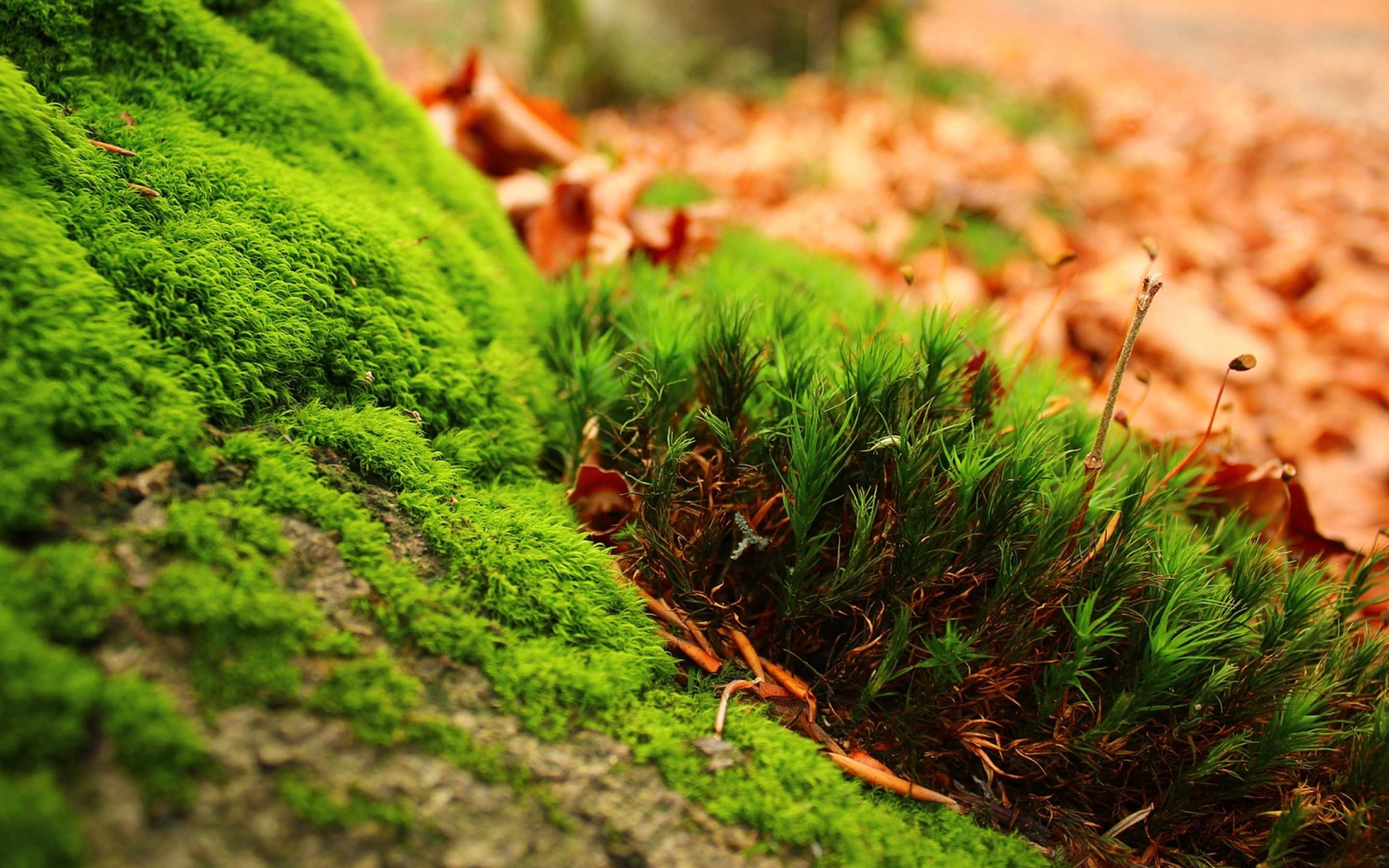 Wallpapers moss plants vague on the desktop