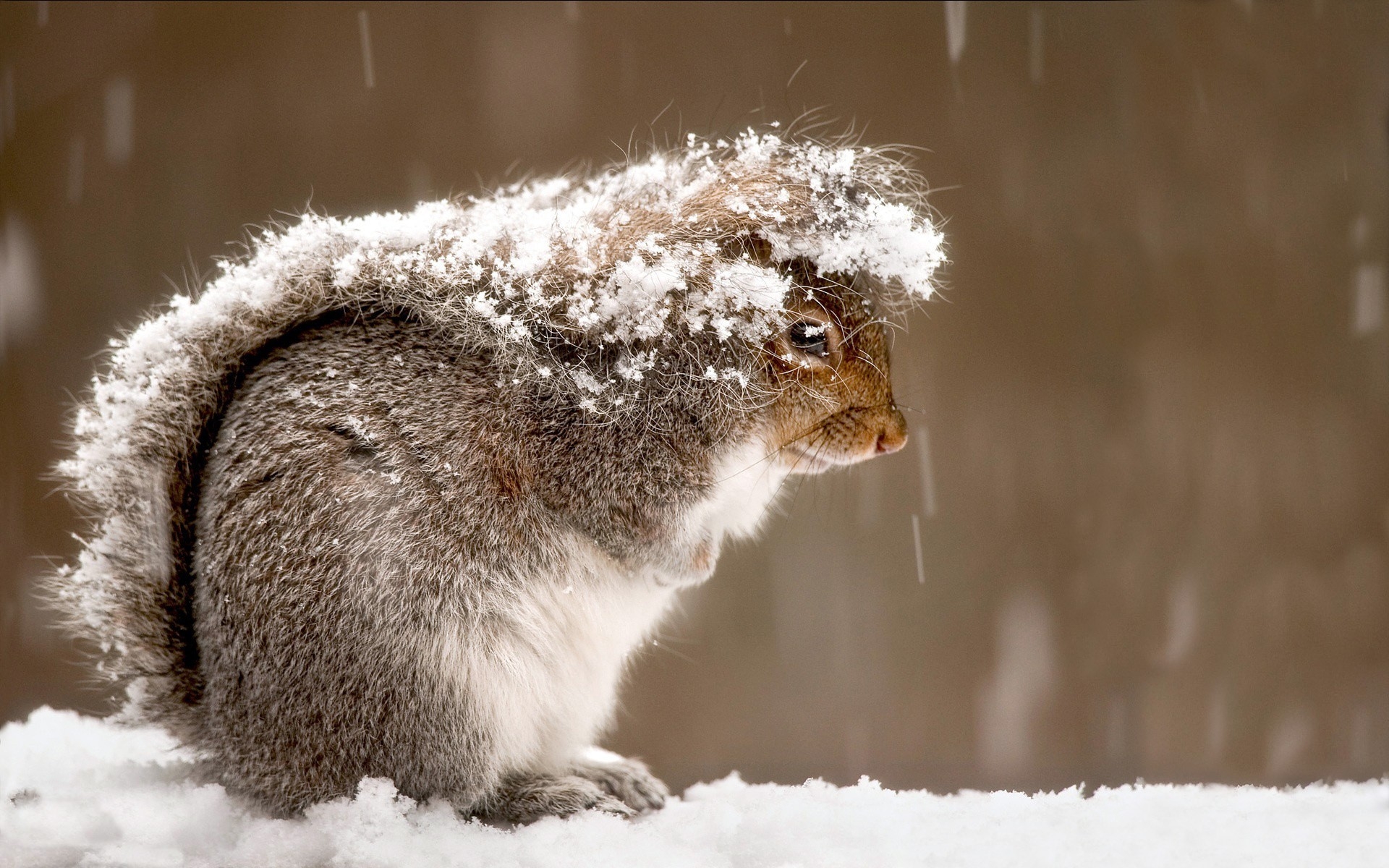 Wallpapers squirrel snow cold on the desktop